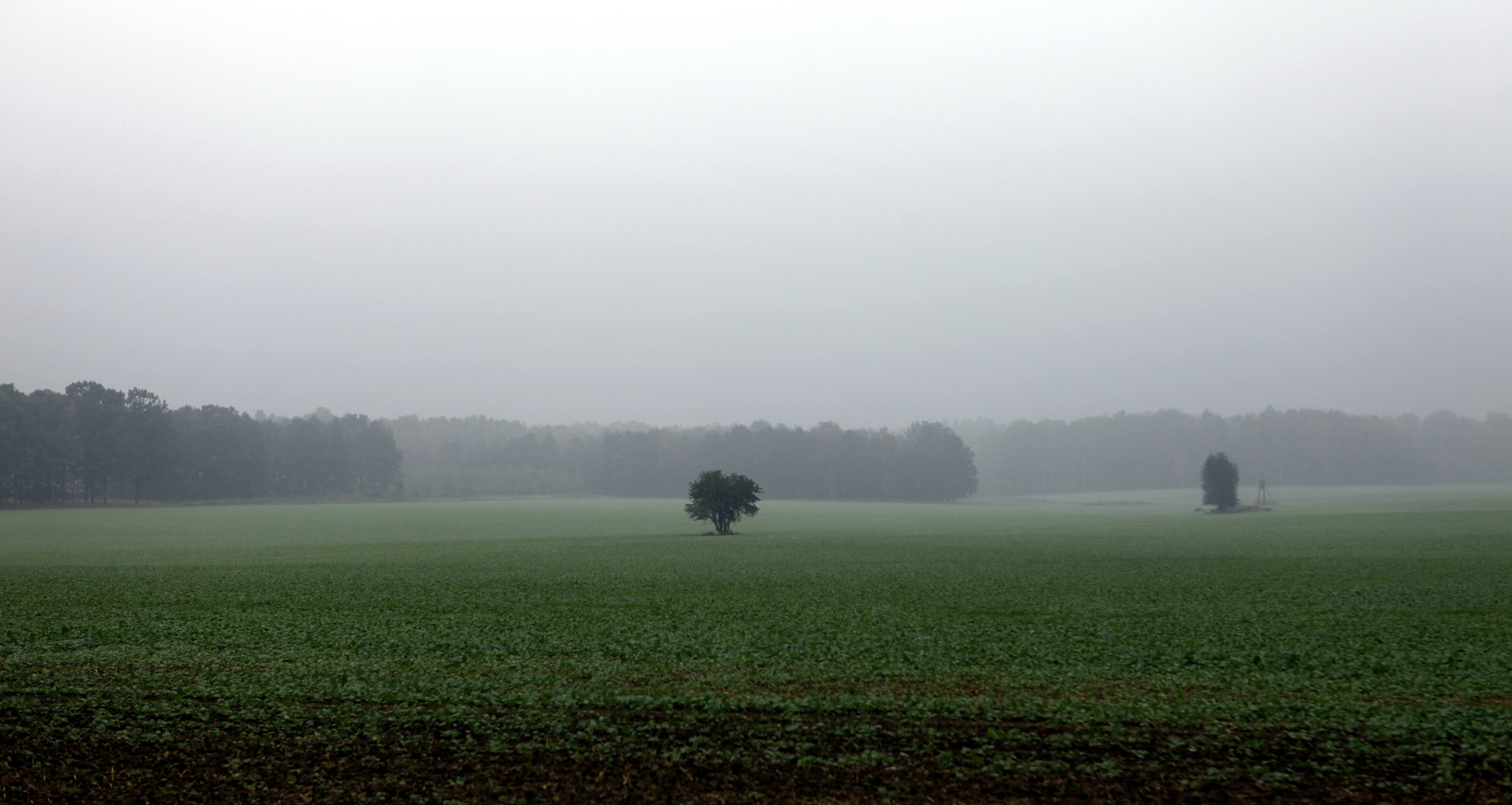 environment, lonely, morning, tree, grass, growth, landscape, outdoors, field, tranquility, autumn weather, autumn, agriculture, land, cold temperature, HD Wallpaper