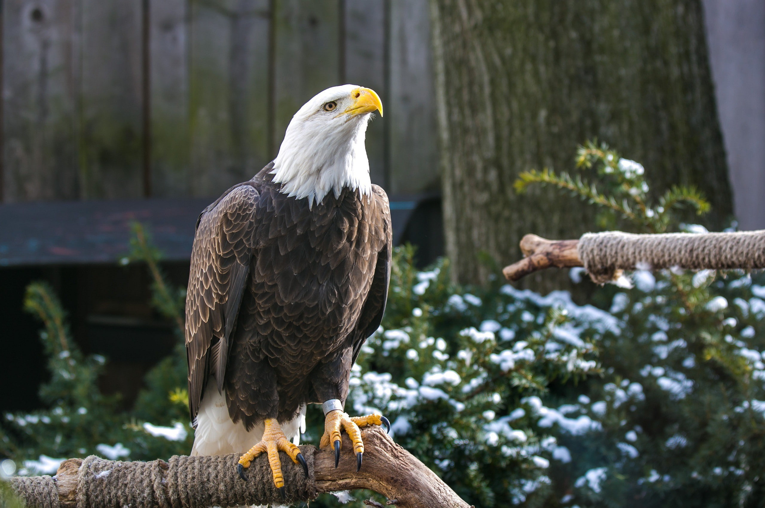bird, 2K, bald eagle, predator, eagle, beak, legs, bald, HD Wallpaper