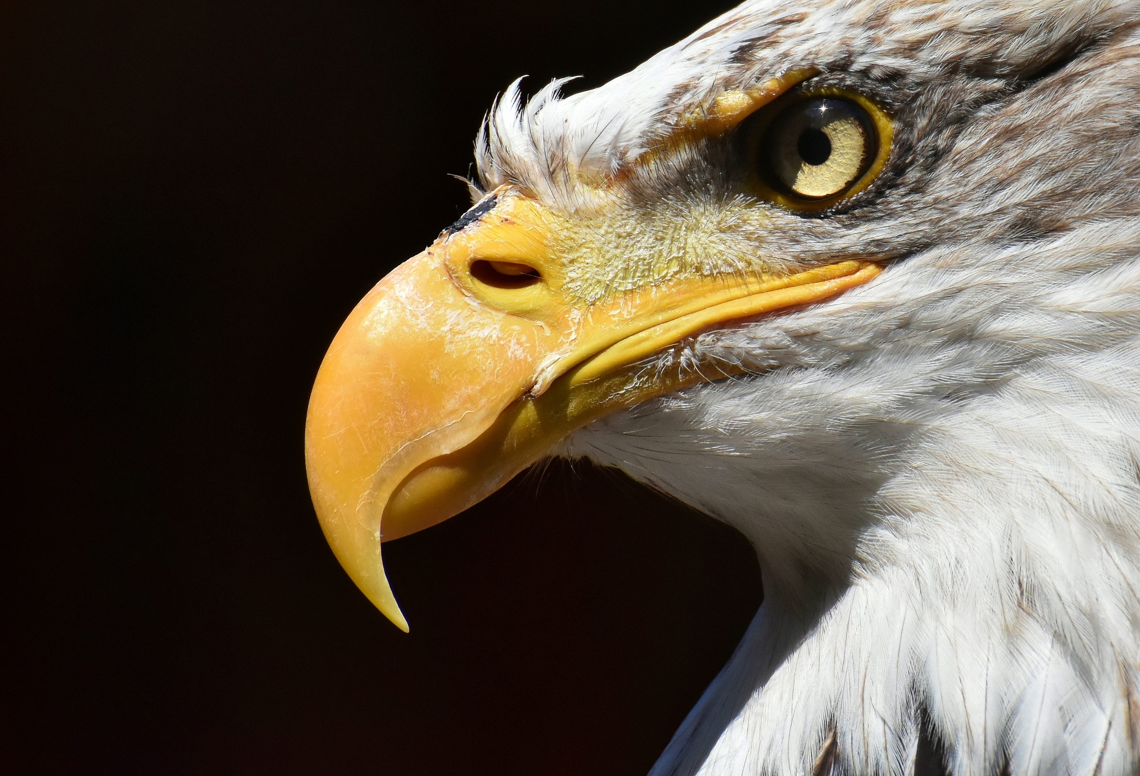 looking, eagle - bird, animal body part, 4K, bill, nature, black background, wild bird, raptor, vertebrate, animal eye, photo, bald eagle, close-up, one animal, HD Wallpaper
