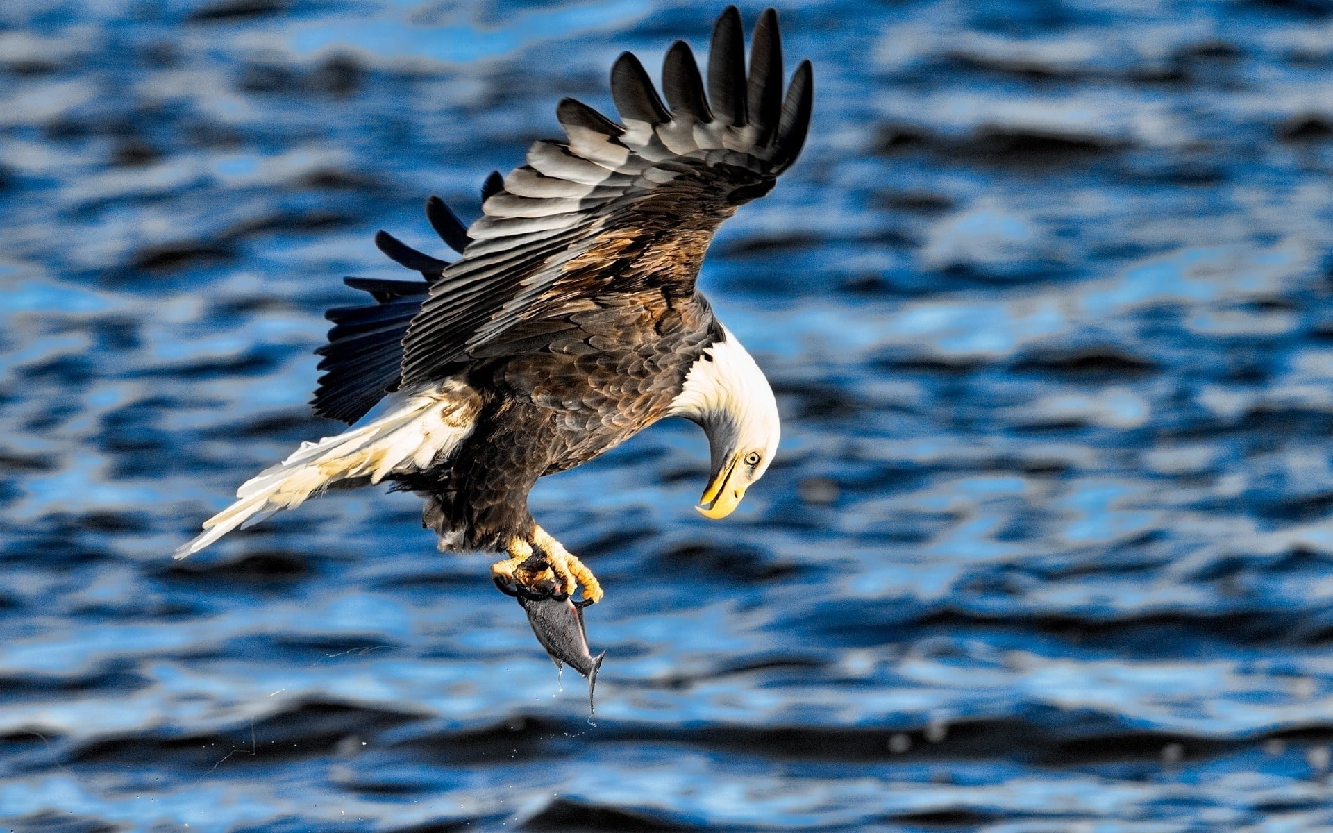 bird of prey, outdoors, no people, eagle - bird, water, spread wings, motion, animal themes, animal, birds, one animal, 1080P, fish, animals in the wild, HD Wallpaper