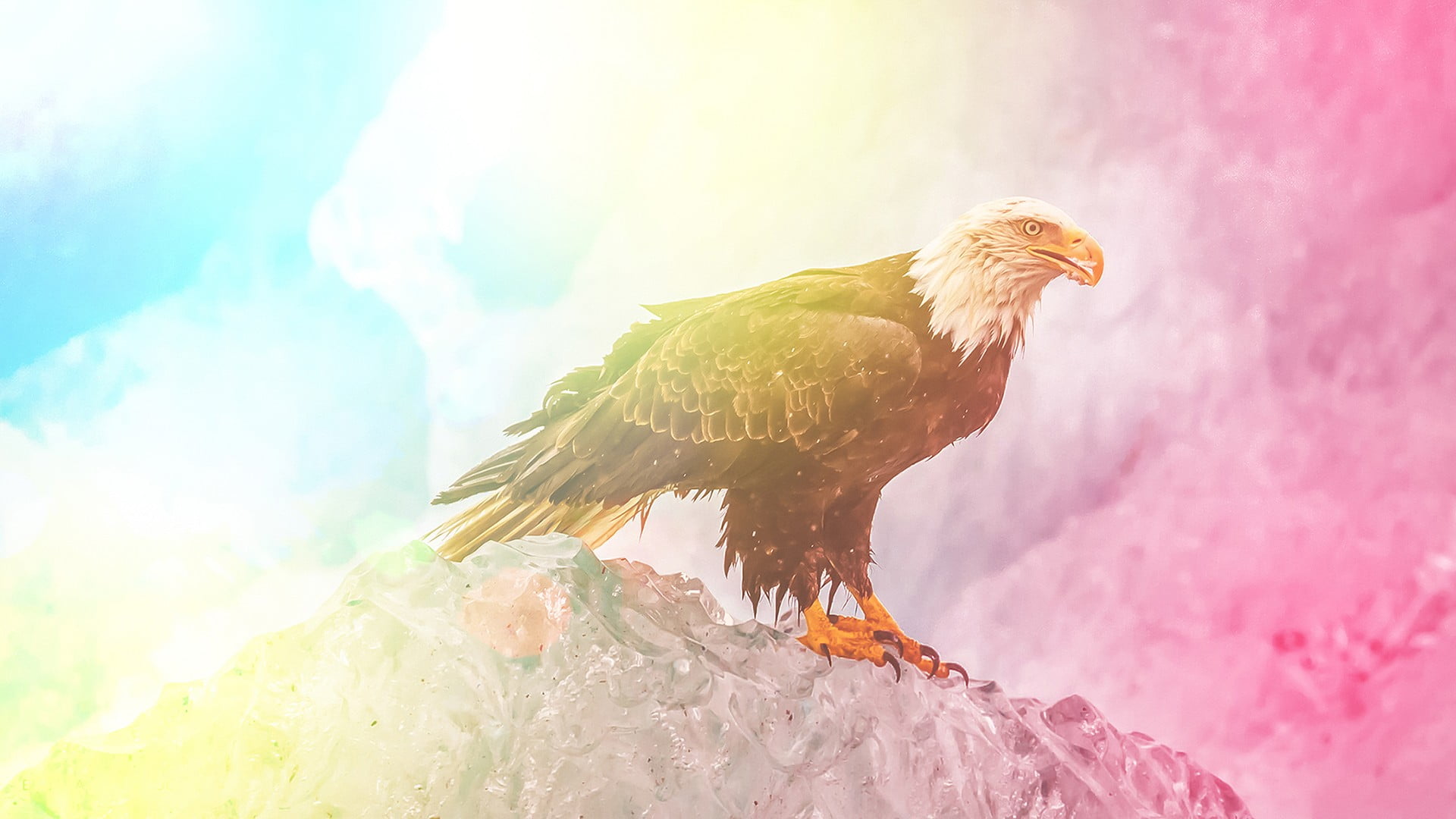 one animal, pets, no people, brown, colorful, livestock, bird, bald eagle, eaggle, chicken - bird, bald, close-up, sky, nature, eagle, animal, day, white, HD Wallpaper