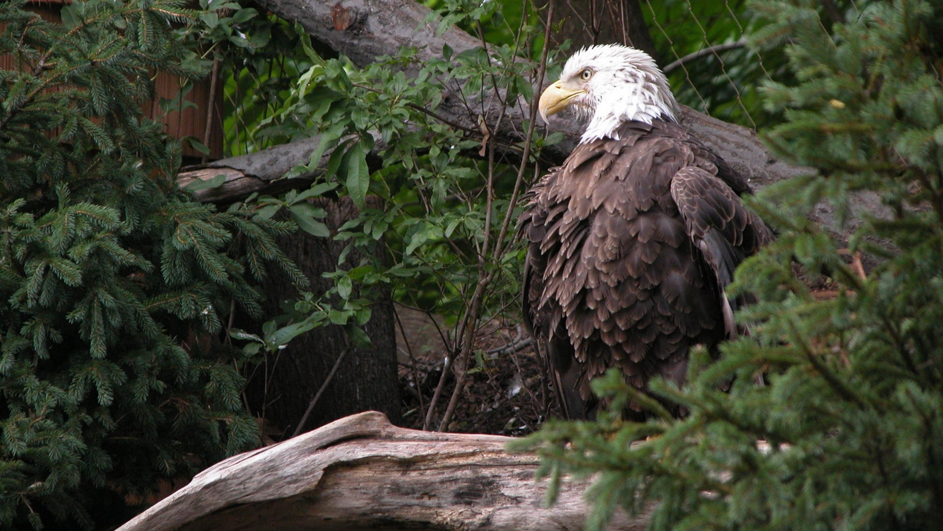 growth, plant, bald, no people, animal, leaf, perching, birds, nature, tree, plants, 1080P, brown, vertebrate, bird of prey, animal themes, animal wildlife, HD Wallpaper