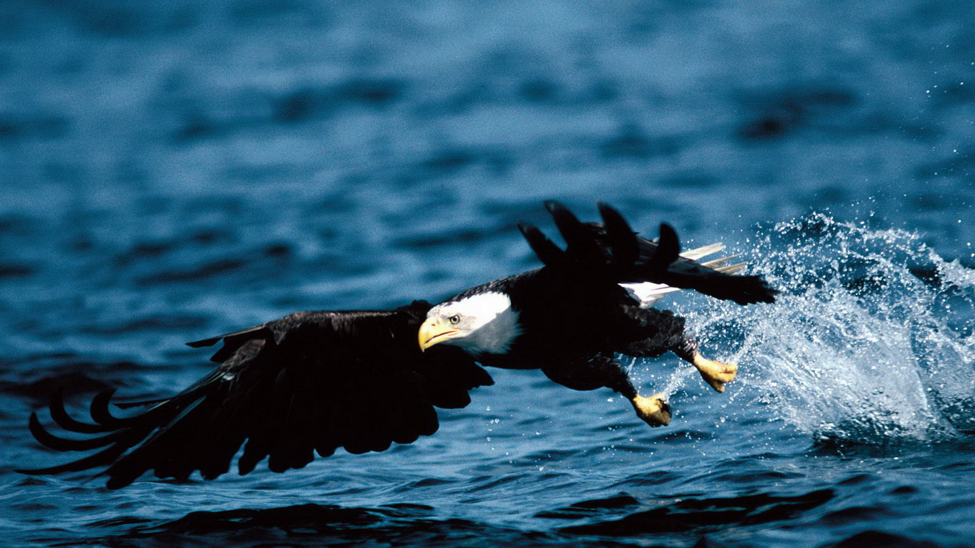 eagle, bald, 1080P, animals, hd, bird, HD Wallpaper