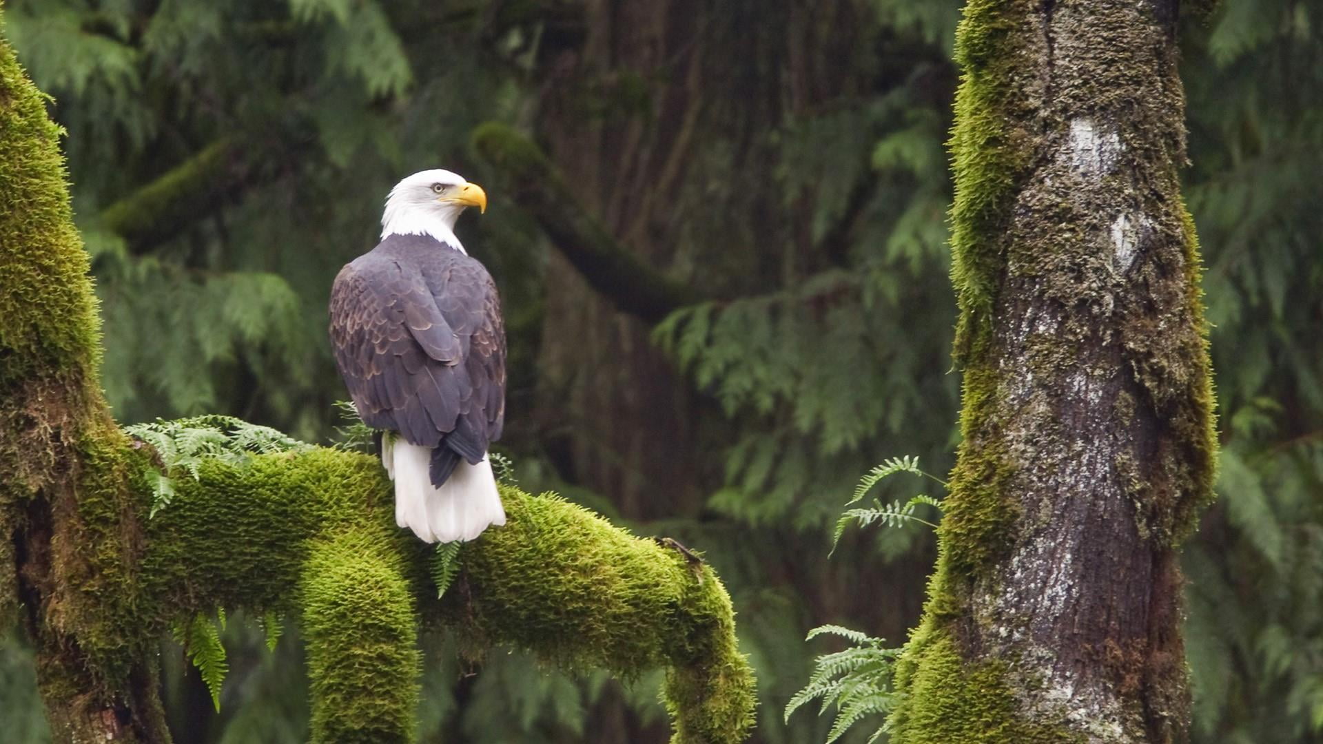 green color, beauty in nature, eagle - bird, trunk, animal themes, day, bird of prey, animal wildlife, animal, nature, bald eagle, one animal, feather, HD Wallpaper