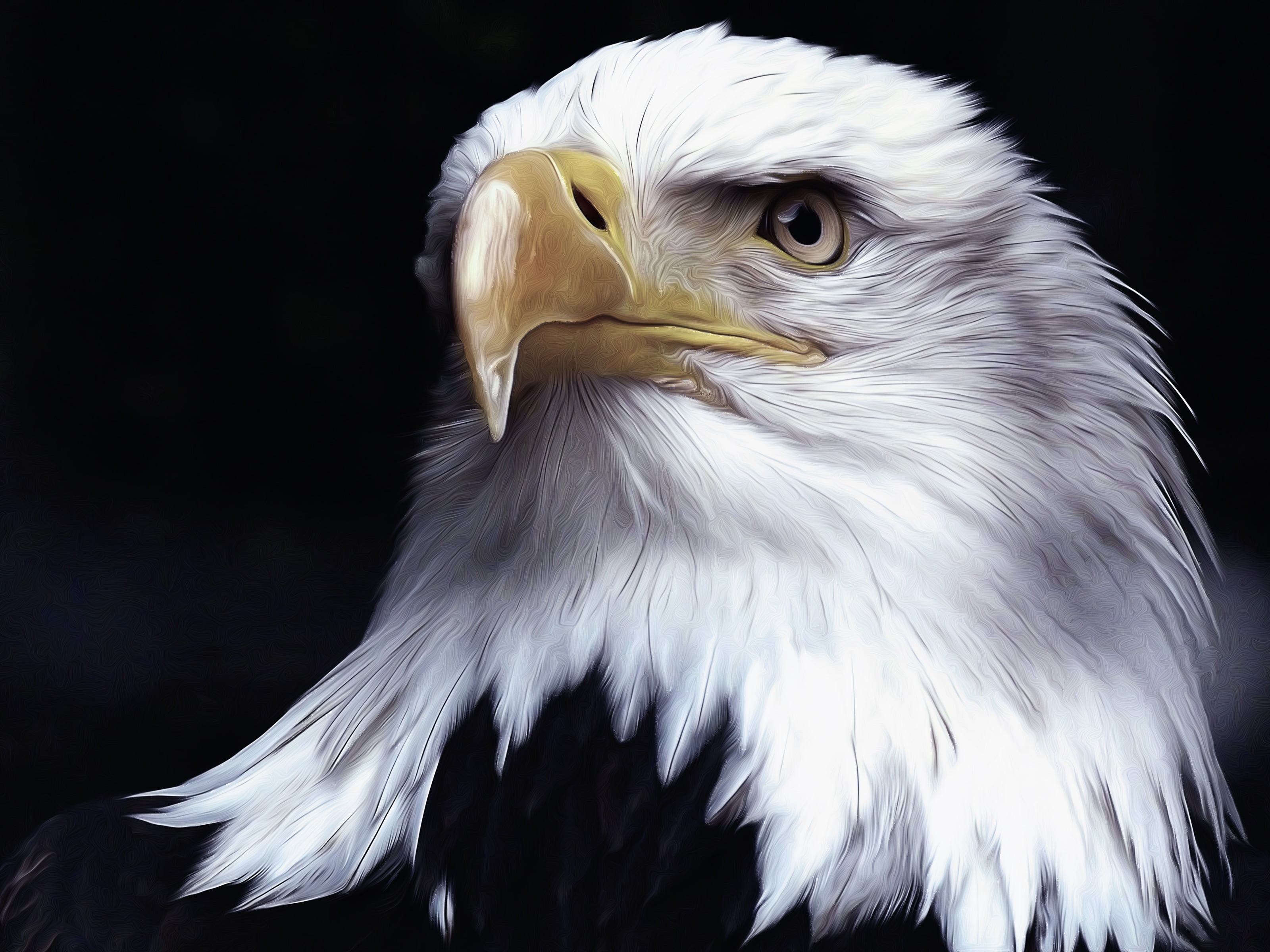 Bird, Oil Painting, 2K, Artistic, Digital Art, Birds, Bald Eagle, HD Wallpaper