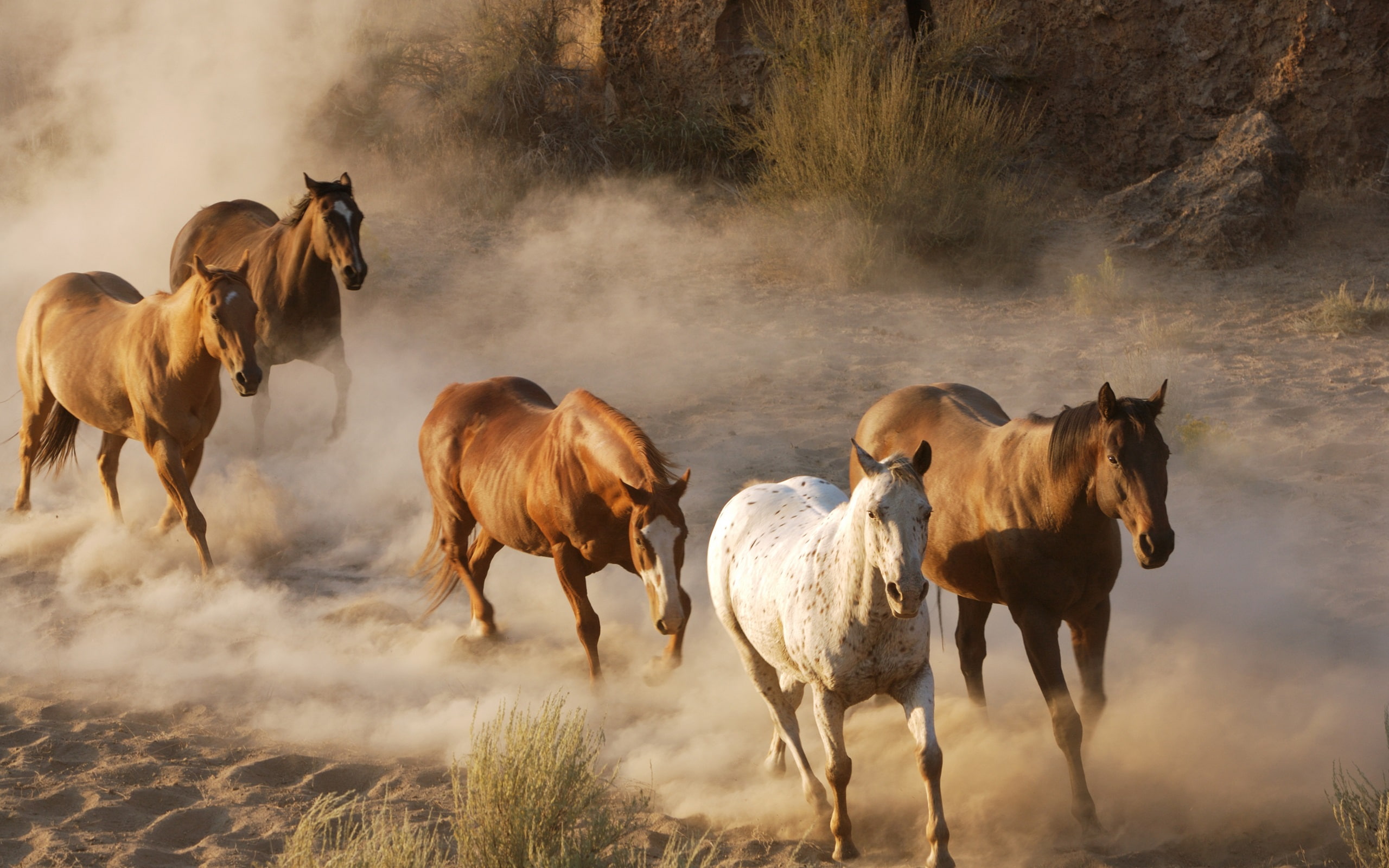 Horse, 2K, Wildlife, HD Wallpaper
