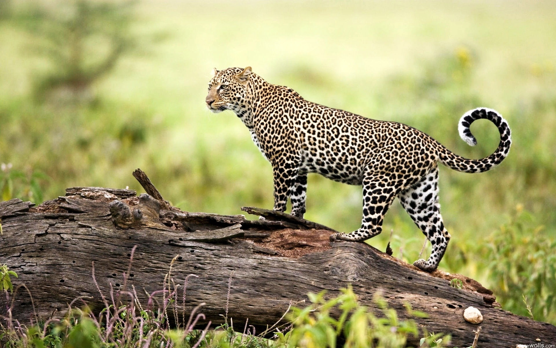 1080P, wildlife, leopard, HD Wallpaper