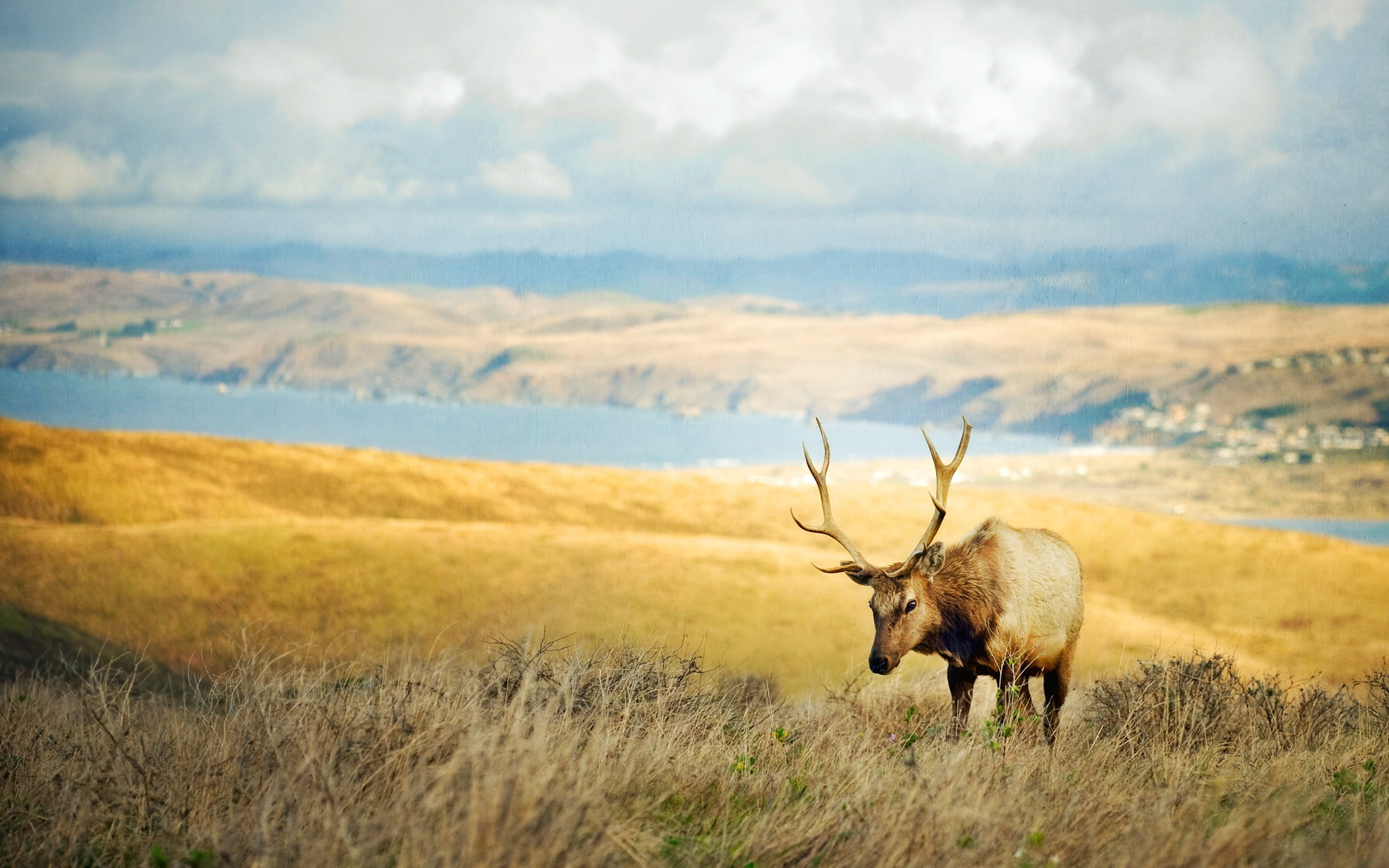 deer, animals, wildlife, 1080P, HD Wallpaper