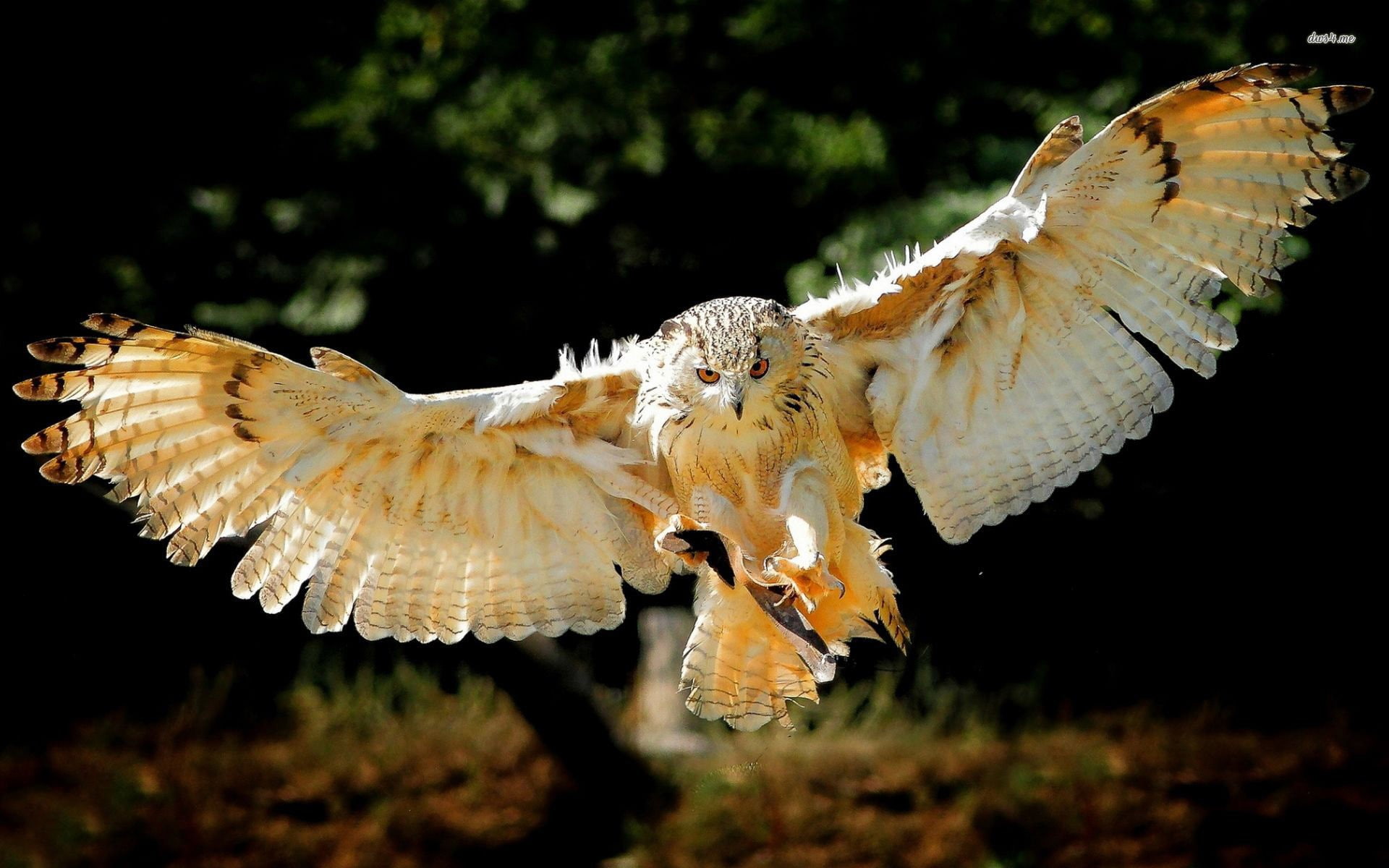 animal themes, animals in the wild, flying, vertebrate, outdoors, animal wing, mid-air, group of animals, close-up, no people, birds, bird, focus on foreground, HD Wallpaper