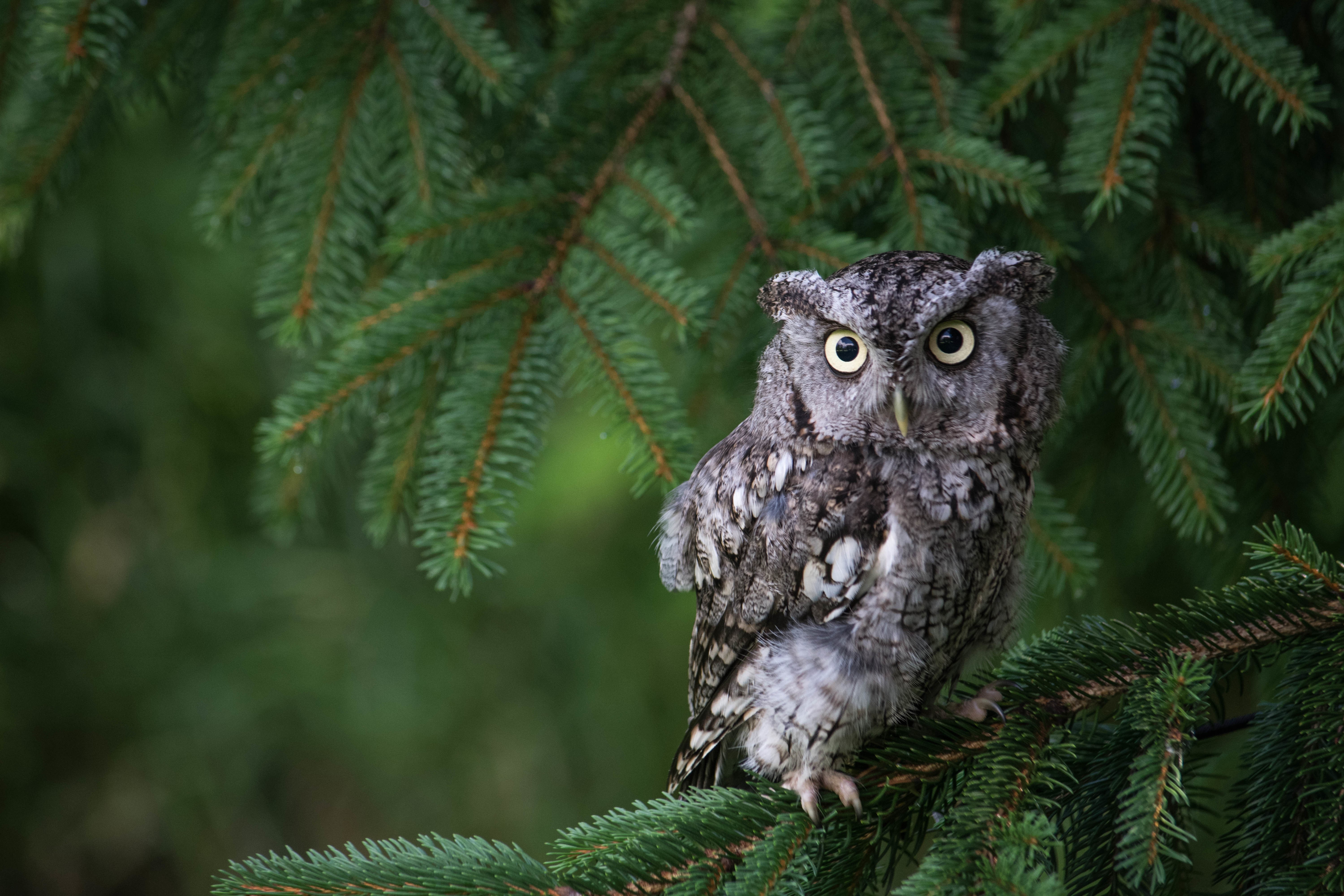 plant, owl, 5K, nature, outdoors, animals, no people, branch, day, vertebrate, tree, one animal, bird of prey, green color, yellow eyes, animal wildlife, HD Wallpaper