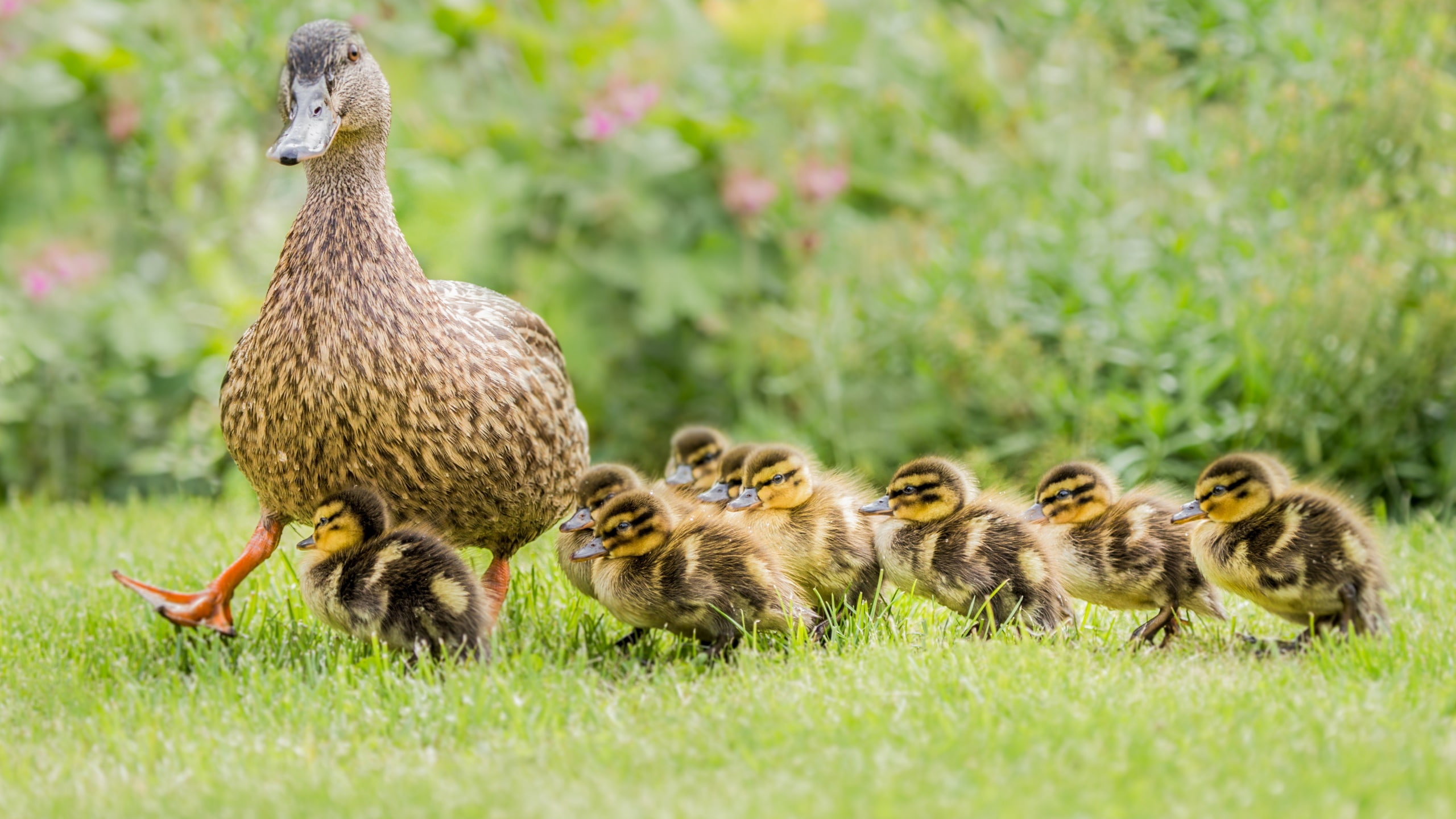 animal themes, selective focus, plant, day, vertebrate, no people, group of animals, green color, young bird, duck, animal family, nature, gosling, green, HD Wallpaper
