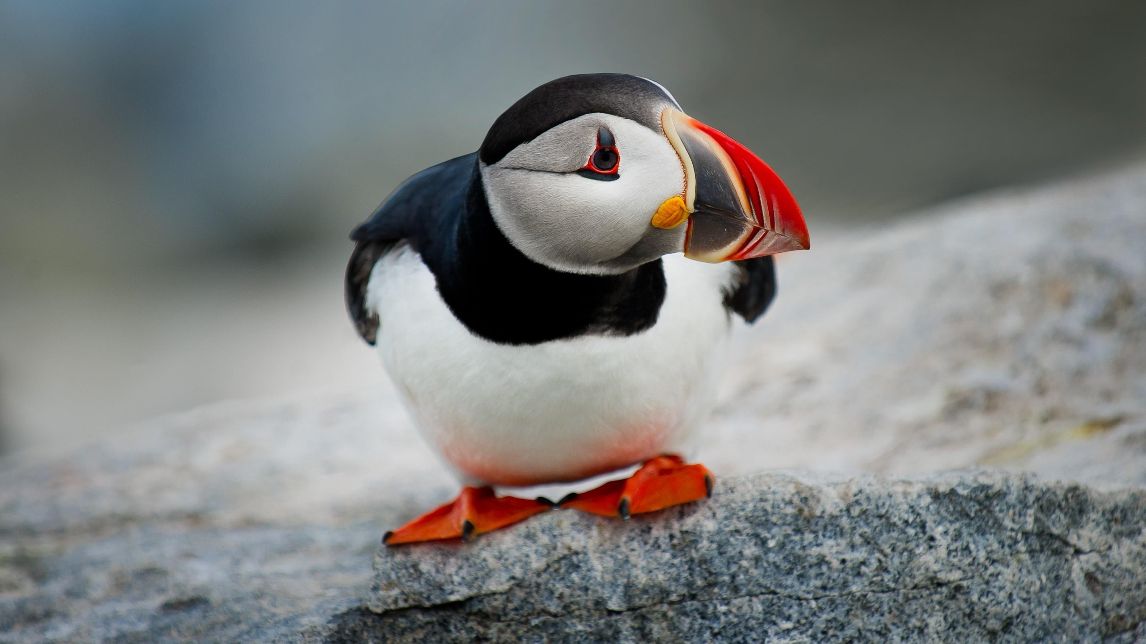 puffin, beautiful, bird, 4K, beak, cute, HD Wallpaper