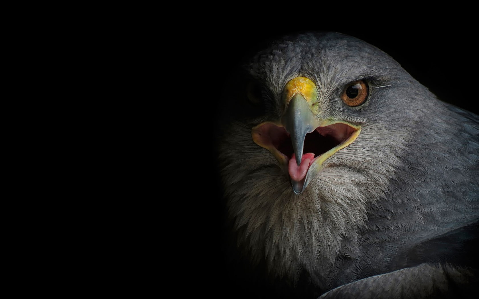 close-up, no people, animal themes, animals in the wild, nature, vertebrate, animal body part, black background, animal eye, mouth, eagle, portrait, beak, HD Wallpaper