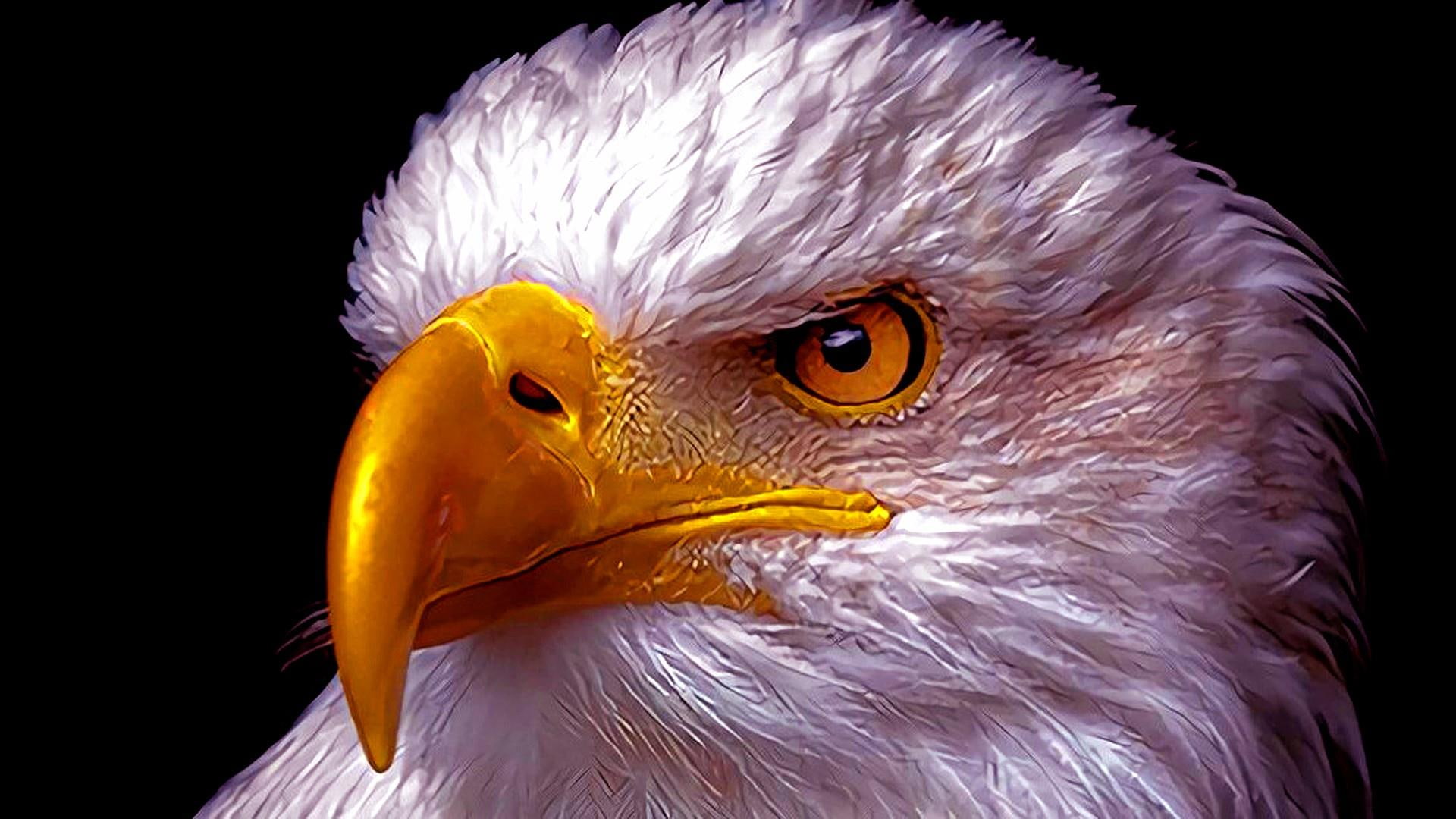 eagle, american eagle, bird, 1080P, HD Wallpaper