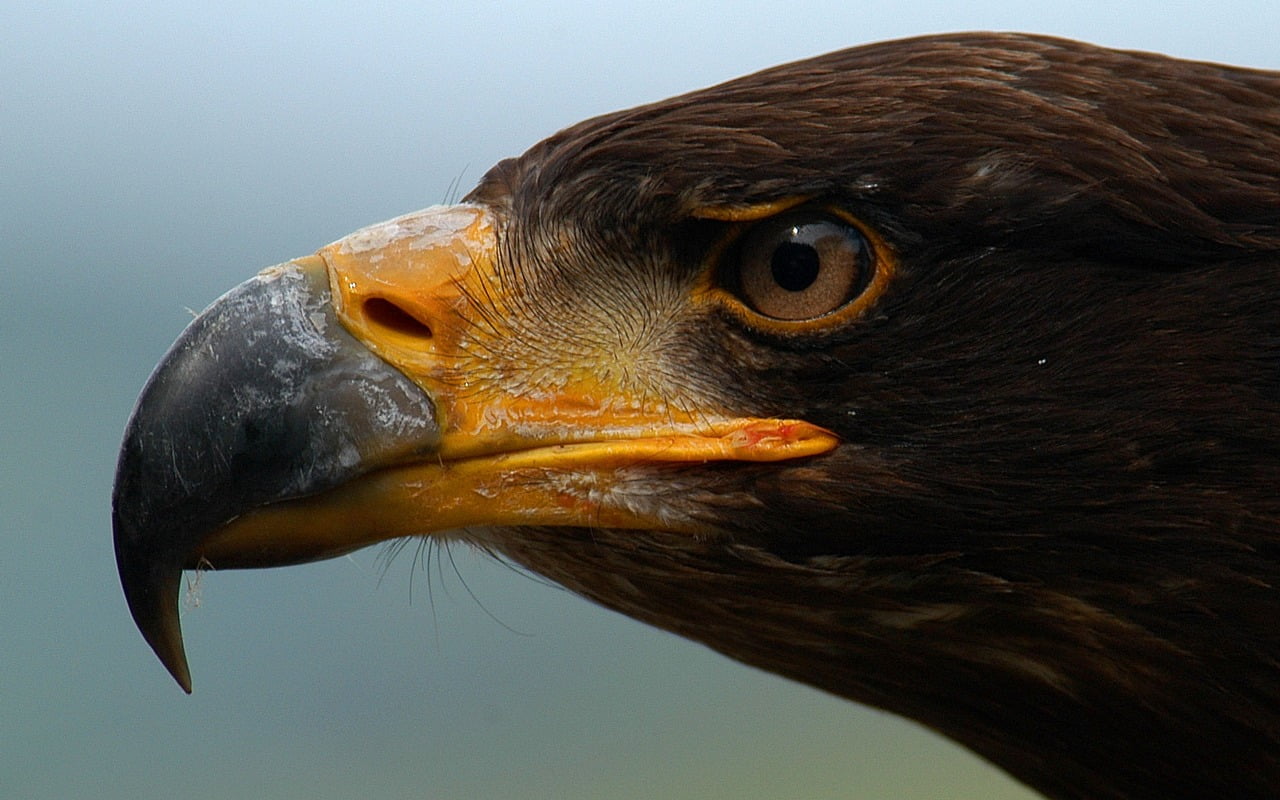 animal, bird of prey, bird, brown, vertebrate, animals in the wild, looking away, animal body part, eagle - bird, beak, day, eye, birds, animal wildlife, HD Wallpaper