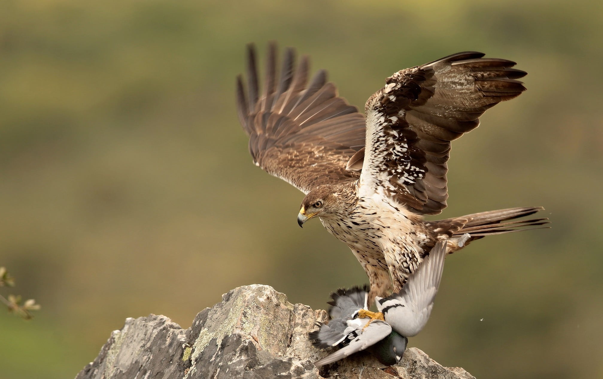 one animal, solid, no people, vertebrate, animal, animal themes, spread wings, white, birds, animals, animals in the wild, day, full length, focus on foreground, HD Wallpaper