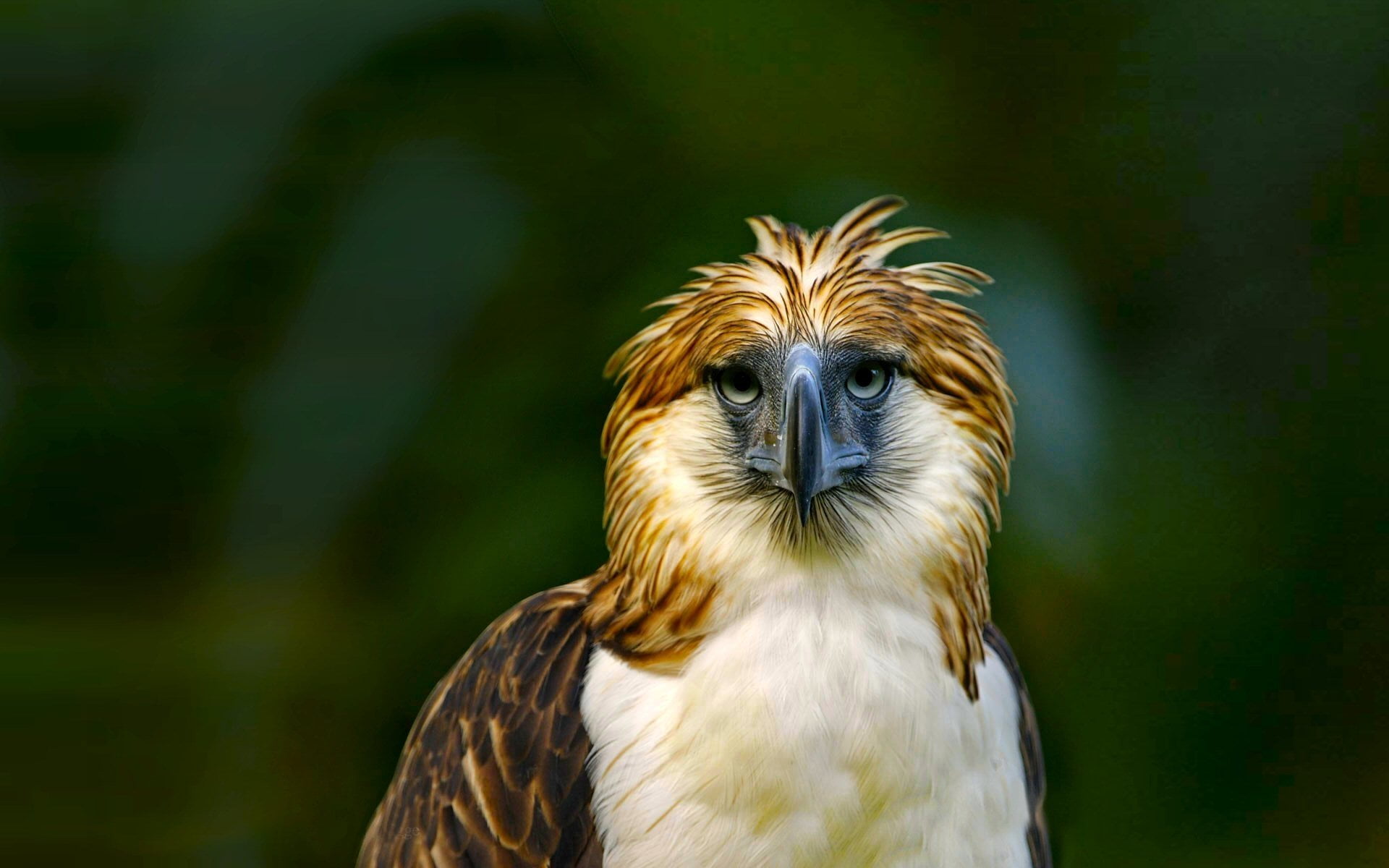 Philippine Eagle, pets, small, canine, brown, animal head, Green, looking away, focus on foreground, day, portrait, Colorful, dog, mammal, one animal, animal themes, HD Wallpaper