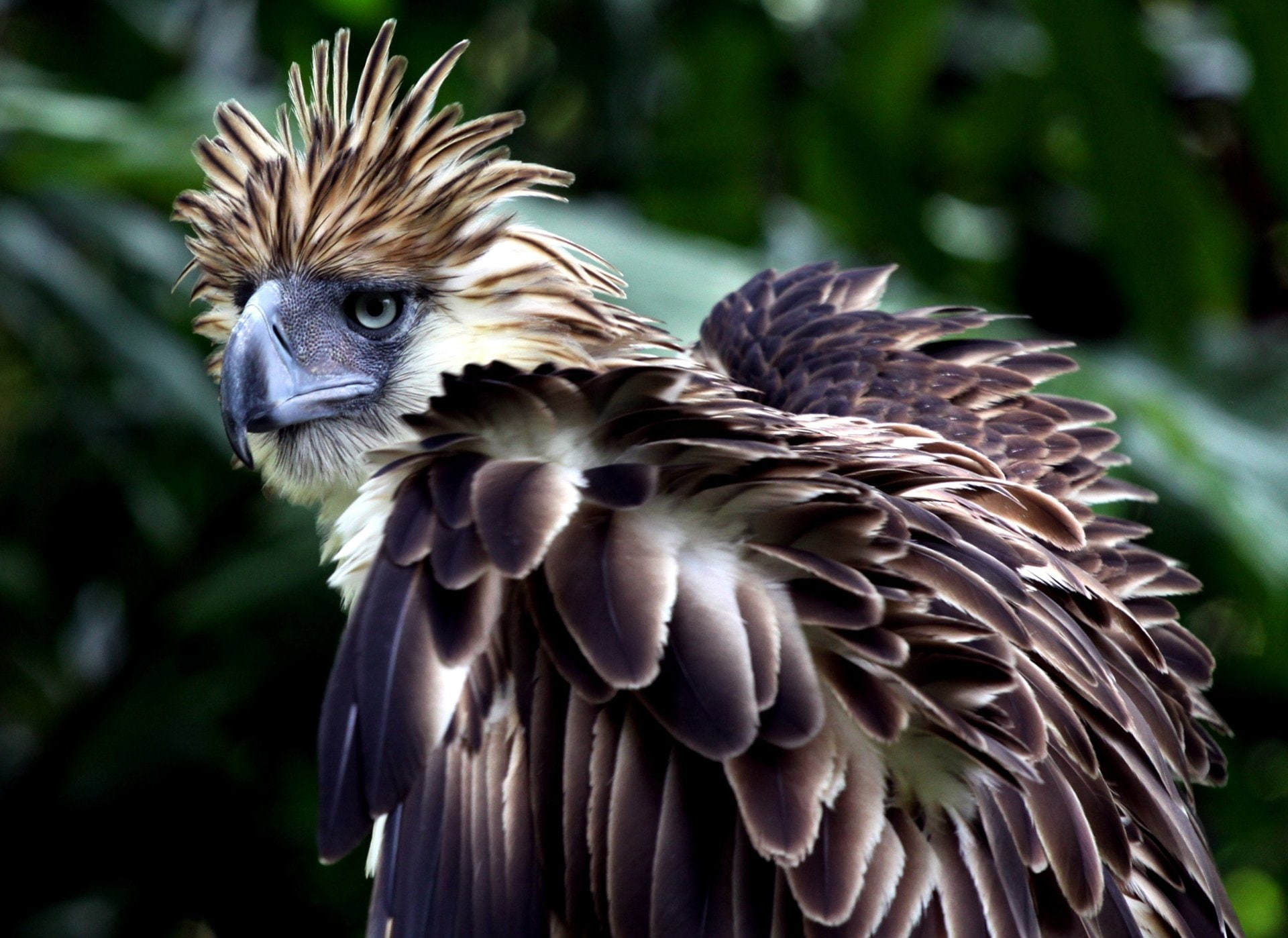 Philippine Eagle, 1080P, Birds, HD Wallpaper