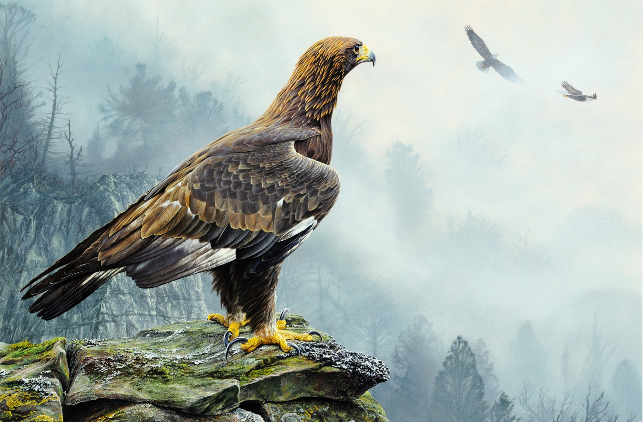 nature, fog, bird of Prey, eagle, plant, flight, rock - object, flying, tree, beak, animal Wing, brown, coniferous tree, bald Eagle, bark, hawk, wildlife, HD Wallpaper