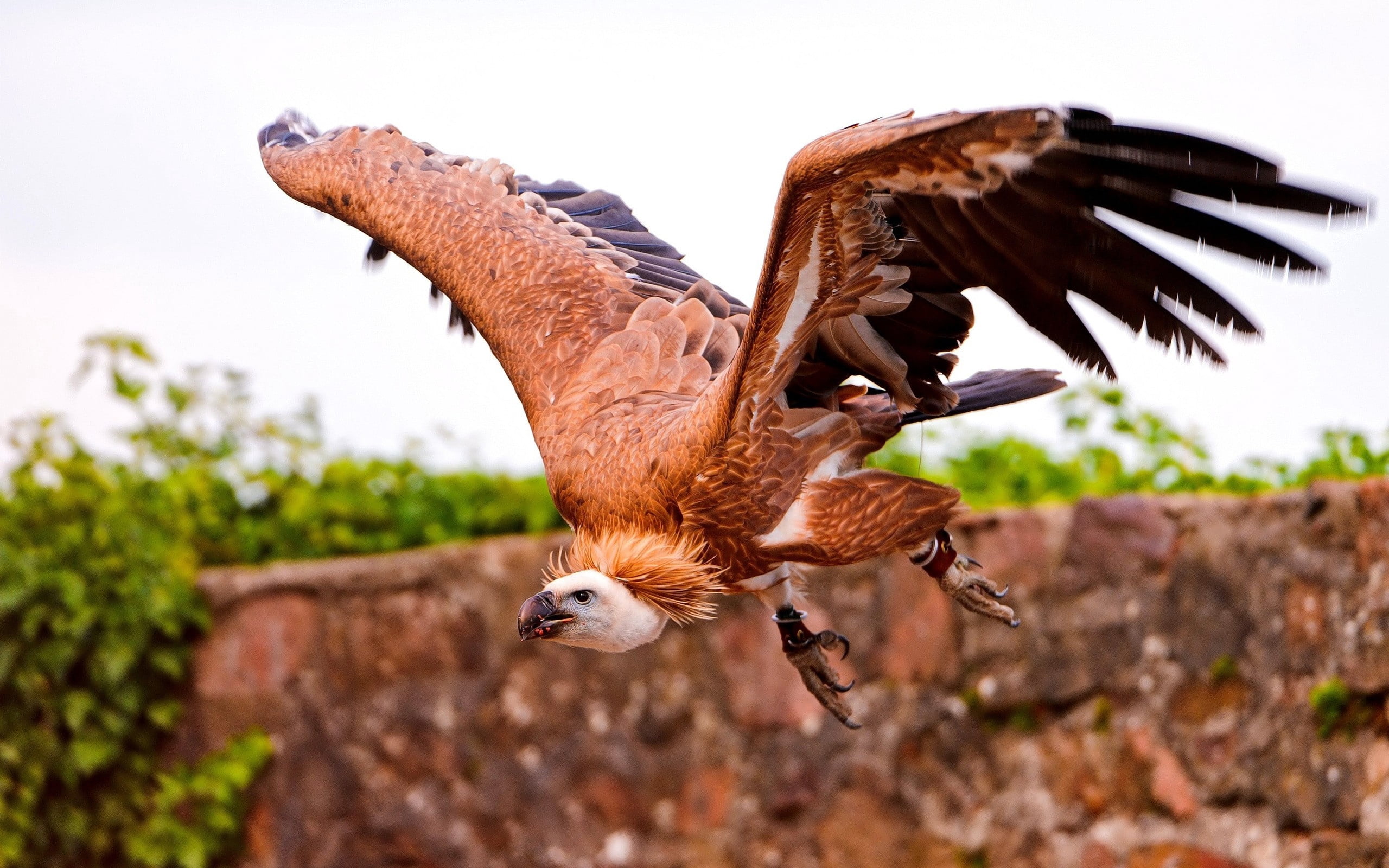 no People, mid-air, predator, animals Hunting, talon, one animal, field, animal wildlife, claw, animal, eagle, buzzard, falconry, hawk, 2K, scavenging, HD Wallpaper