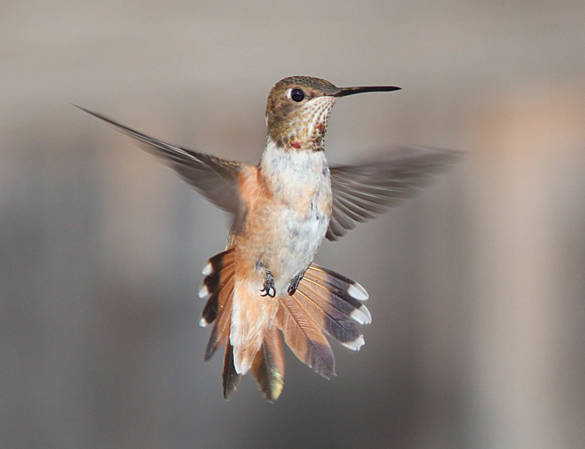 animal, mid-air, flying, animal themes, animals in the wild, vertebrate, brown, no people, nature, animal body part, flight, animal wing, portrait, one animal, HD Wallpaper