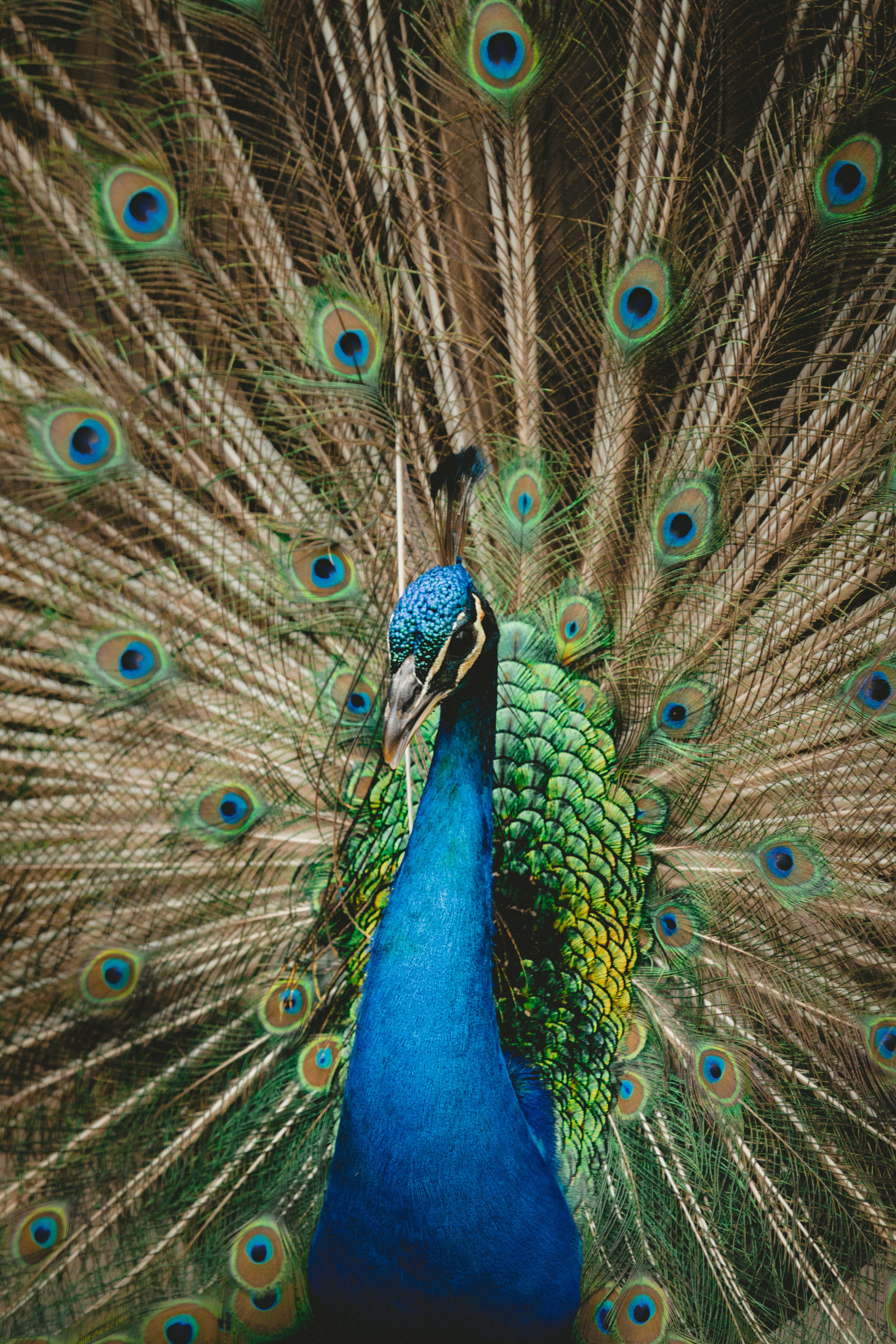 peace, exploring, bird, animal themes, peacock feather, day, happiness, vertebrate, green, peacock, 5K, focus, selective, nature photography, no people, Phone HD Wallpaper