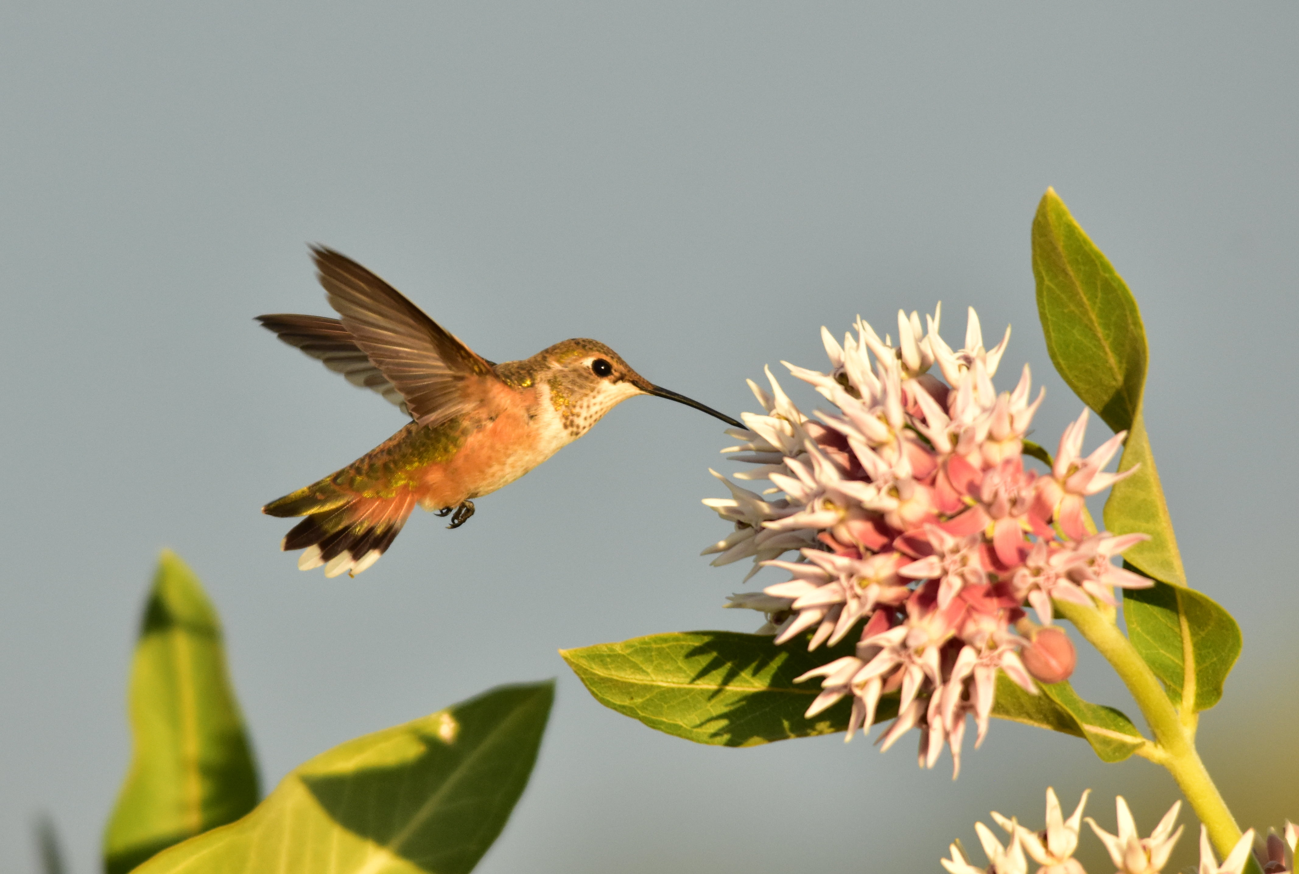 bird, selective focus, USFWS, 4K, Migratory Bird, Nature  Conservation, spread Wings, Rufous Hummingbird, nature, Pollinators, animal, Seedskadee National Wildlife Refuge, HD Wallpaper