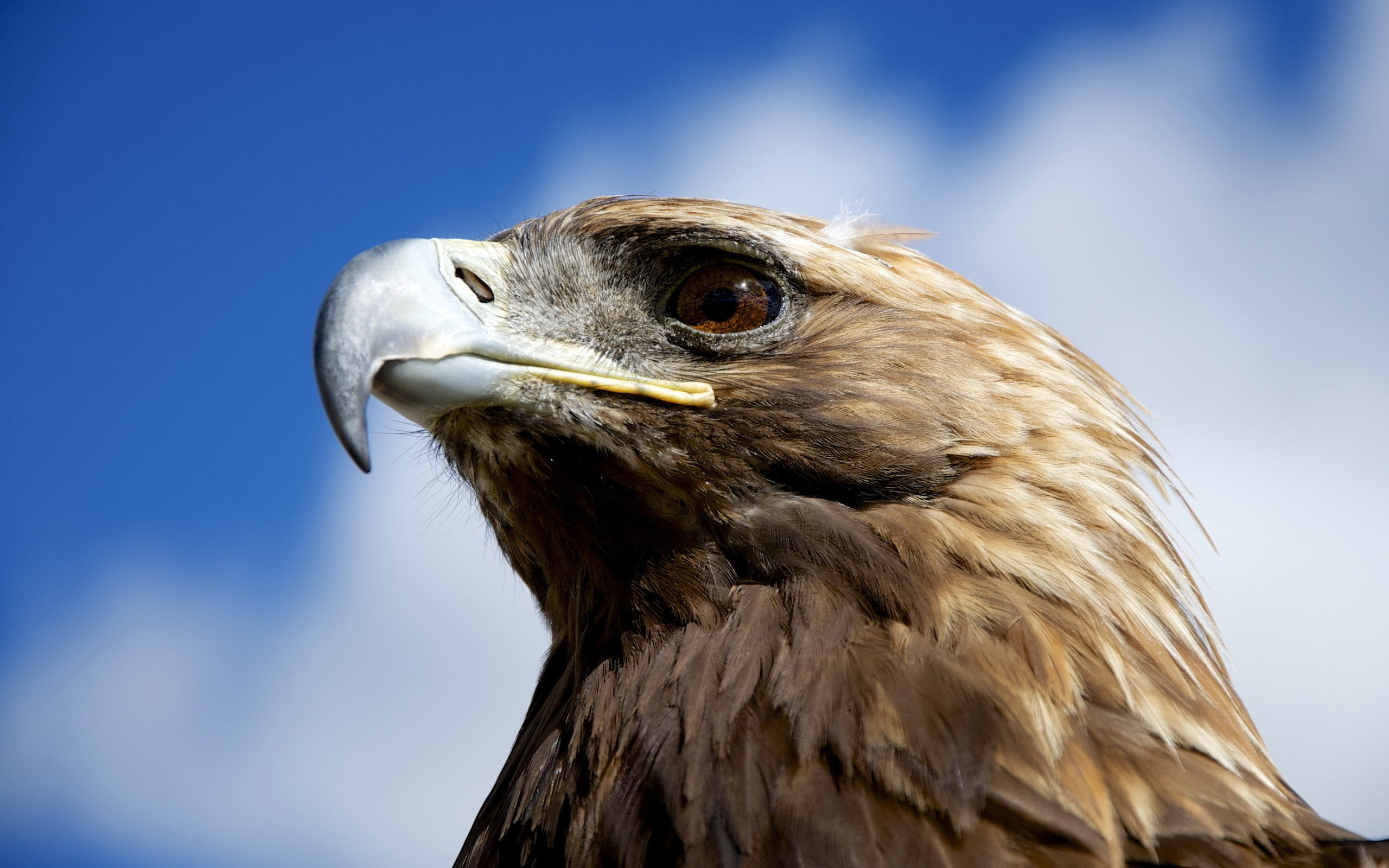 birds, animals, eagle, closeup, golden eagles, nature, 2K, HD Wallpaper