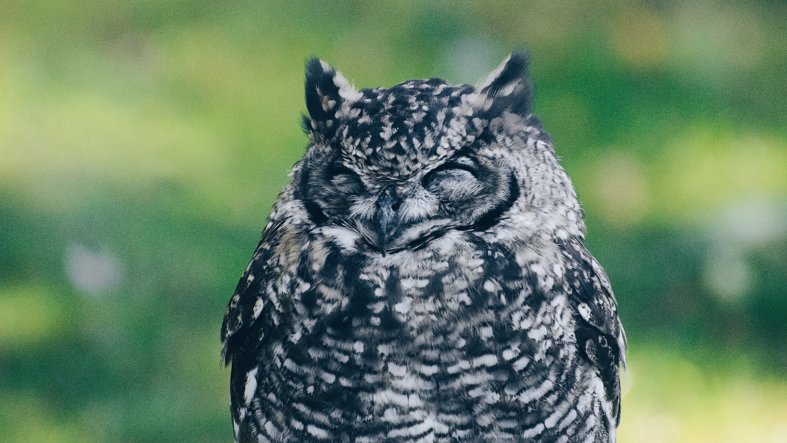 owl, black color, animal eye, animal, animals in the wild, textile, looking, white, print, black, nature, focus on foreground, day, looking at camera, vertebrate, HD Wallpaper