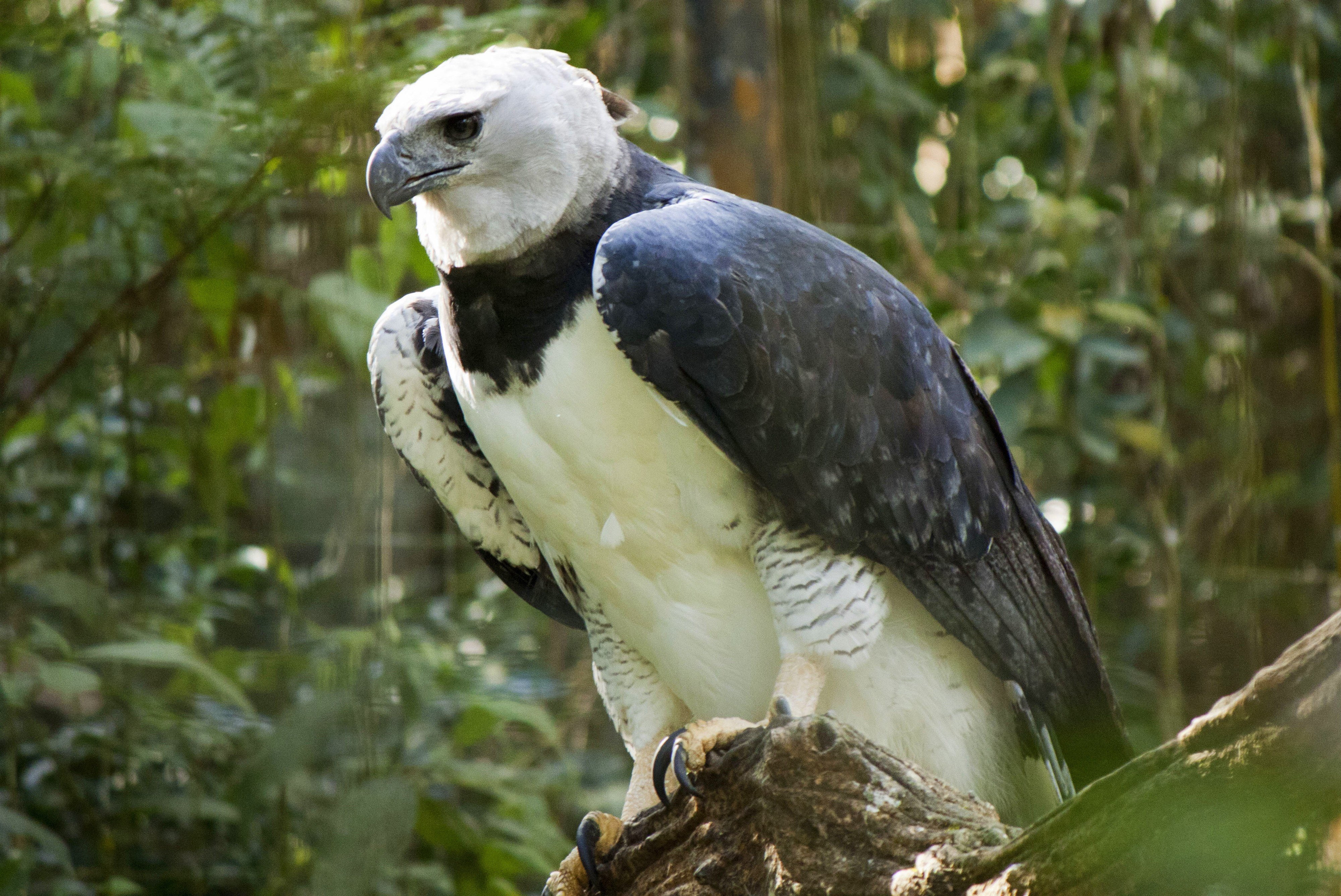 4K, brazilian, brazil, bird of prey, birds, harpia, HD Wallpaper
