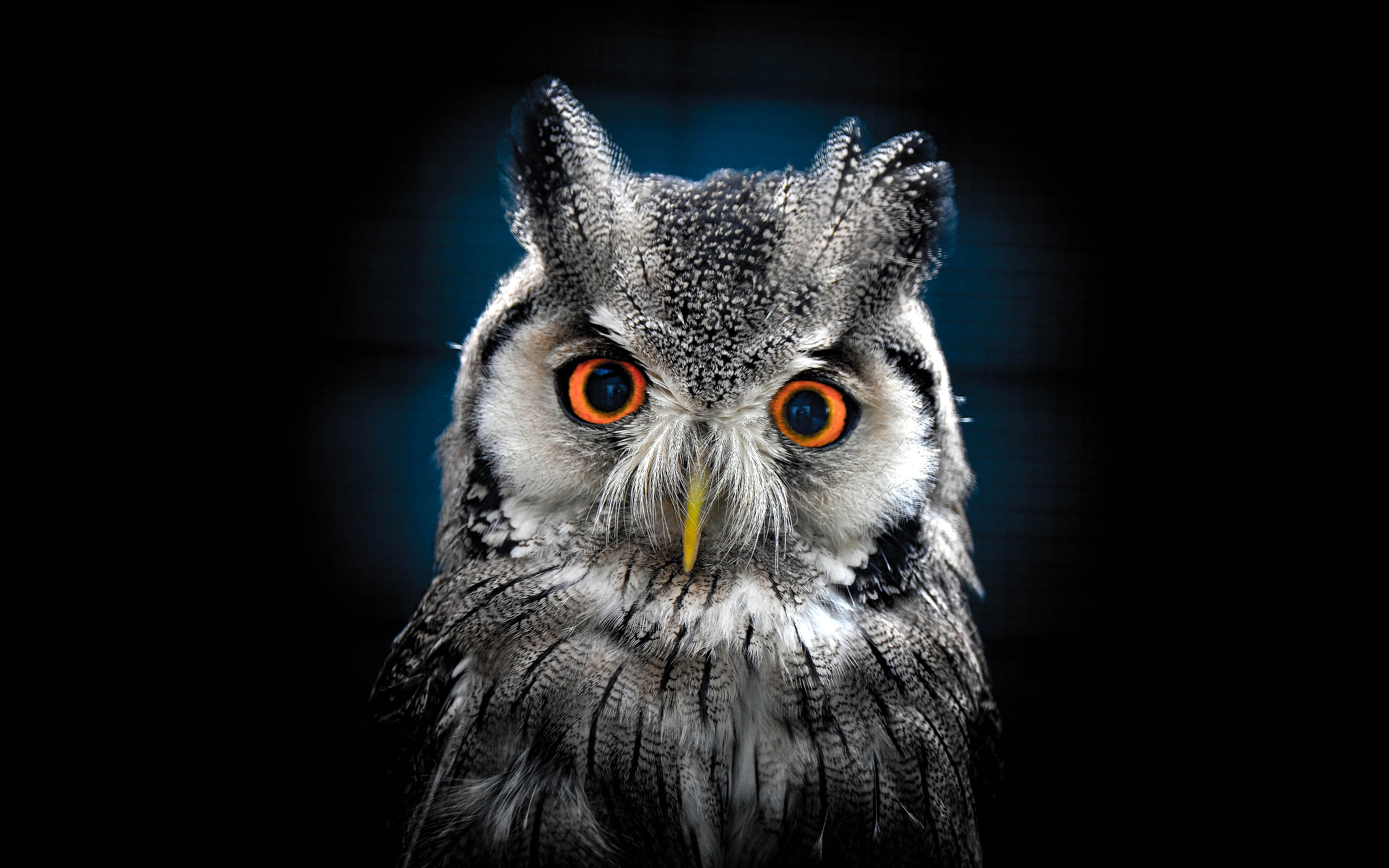 bird of prey, owl, yellow eyes, desktop, front view, no people, animal themes, animal head, studio shot, looking at camera, animal, portrait, HD Wallpaper