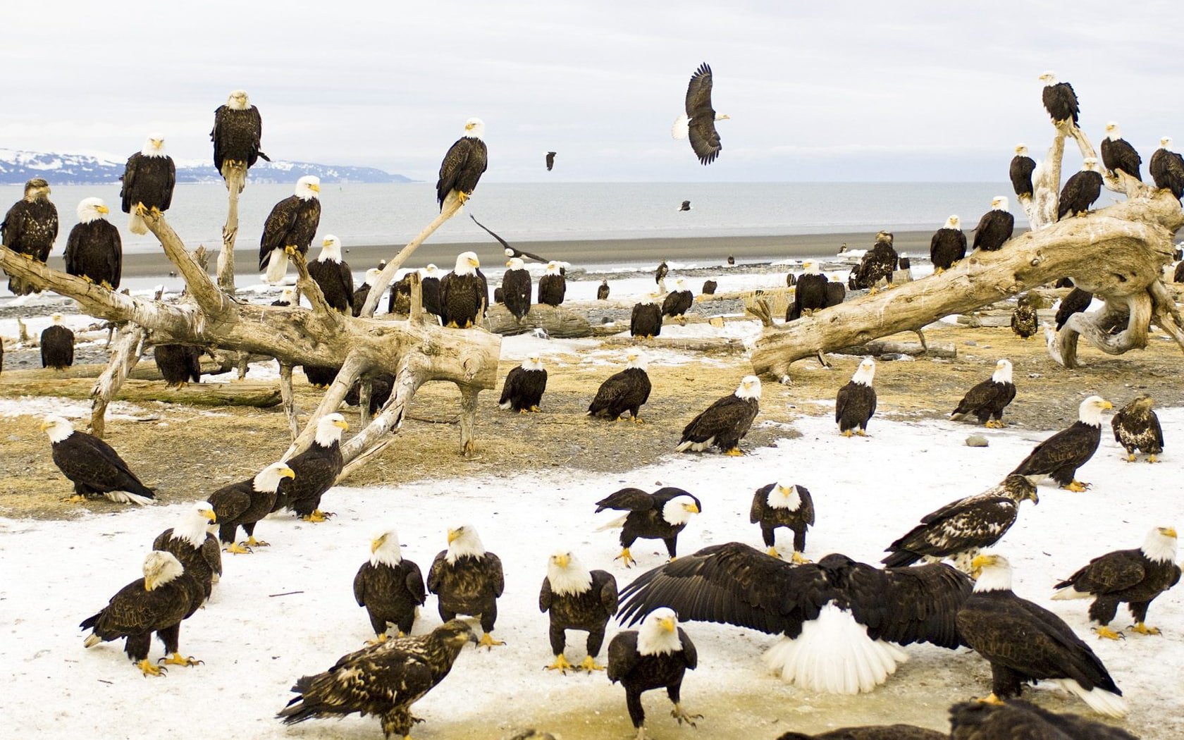 bird, animals, hd, bald, 720P, eagle, HD Wallpaper