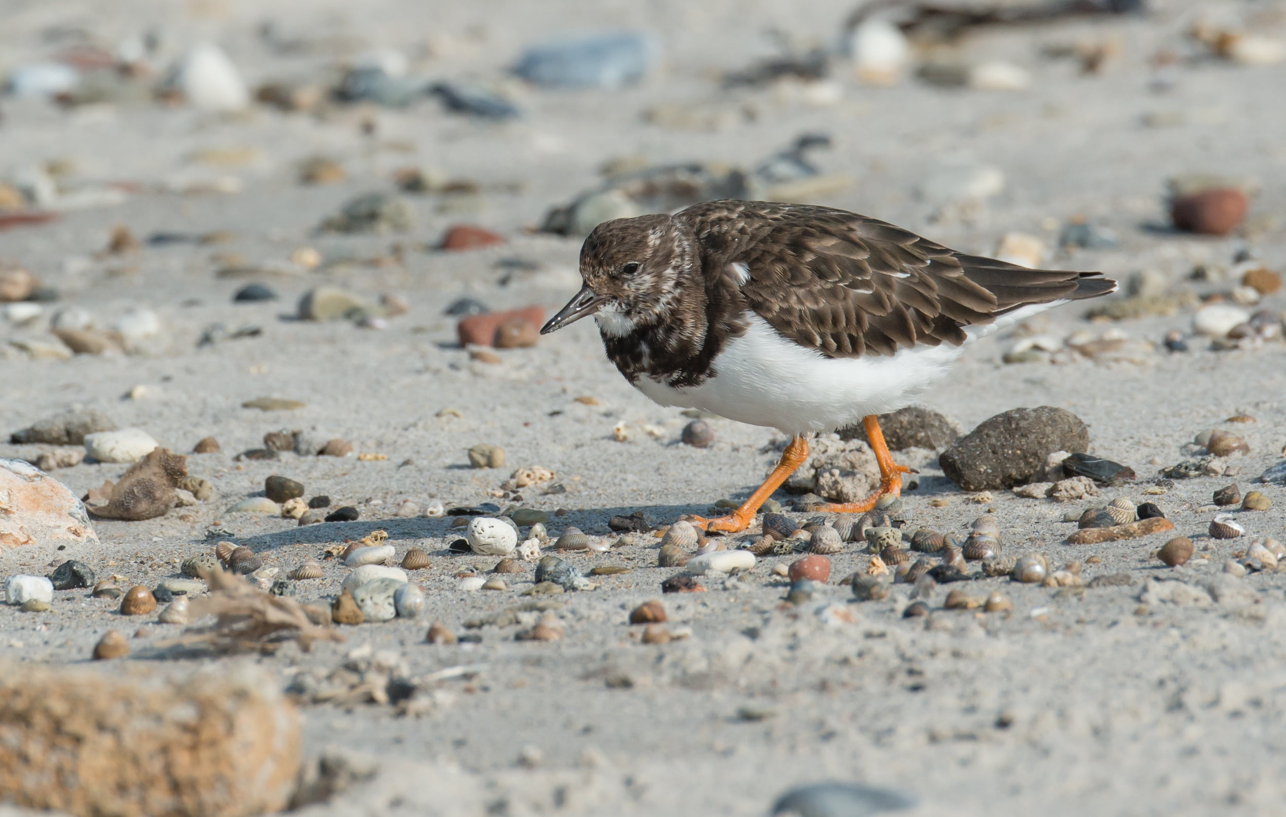 helgoland, rock, side view, sand, arenaria interpres, animal themes, beach, focus on foreground, selective focus, one animal, no people, animal wildlife, HD Wallpaper