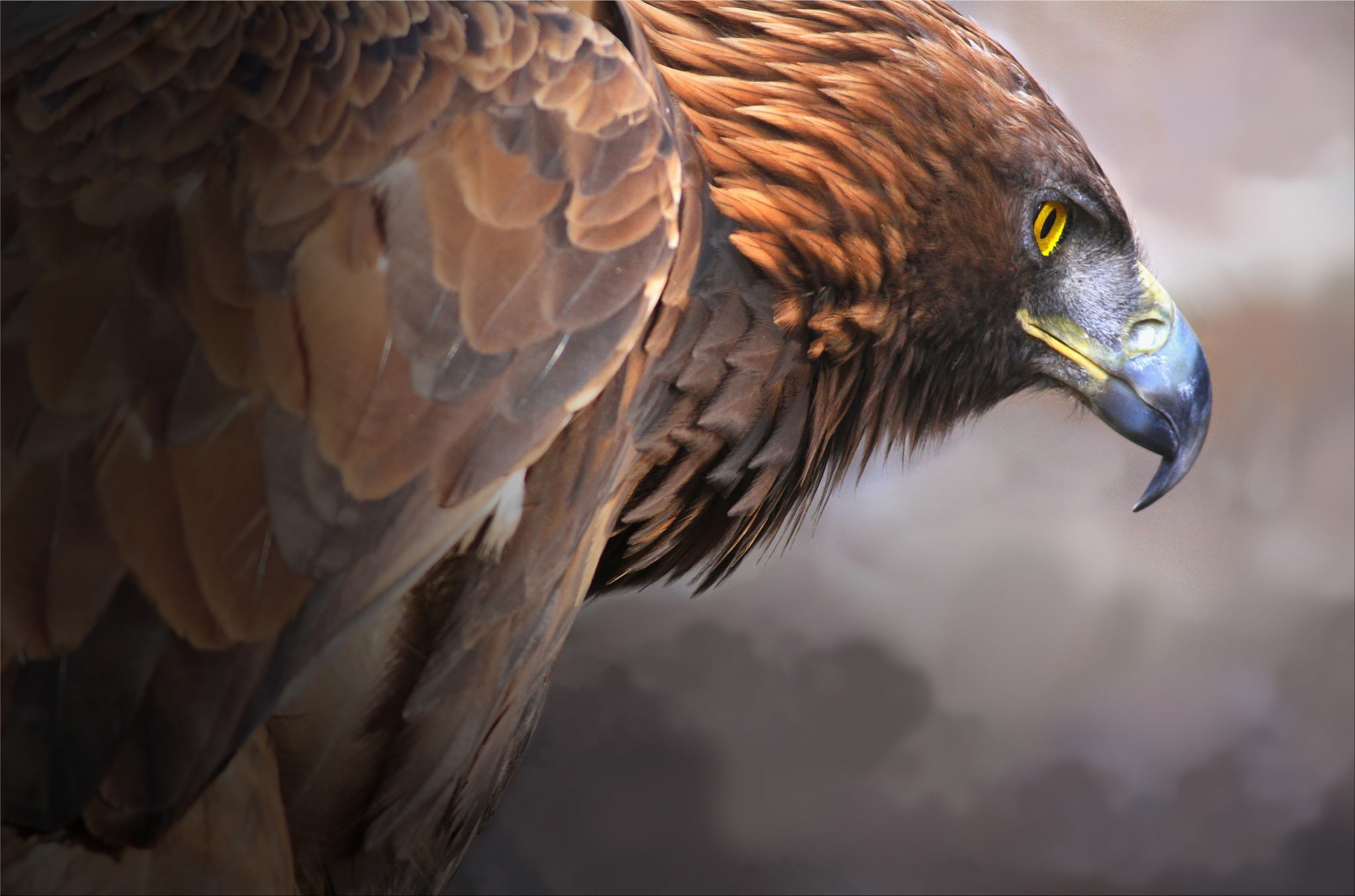 Bird, eagle, predator, beak, 1080P, Golden eagle, golden, HD Wallpaper