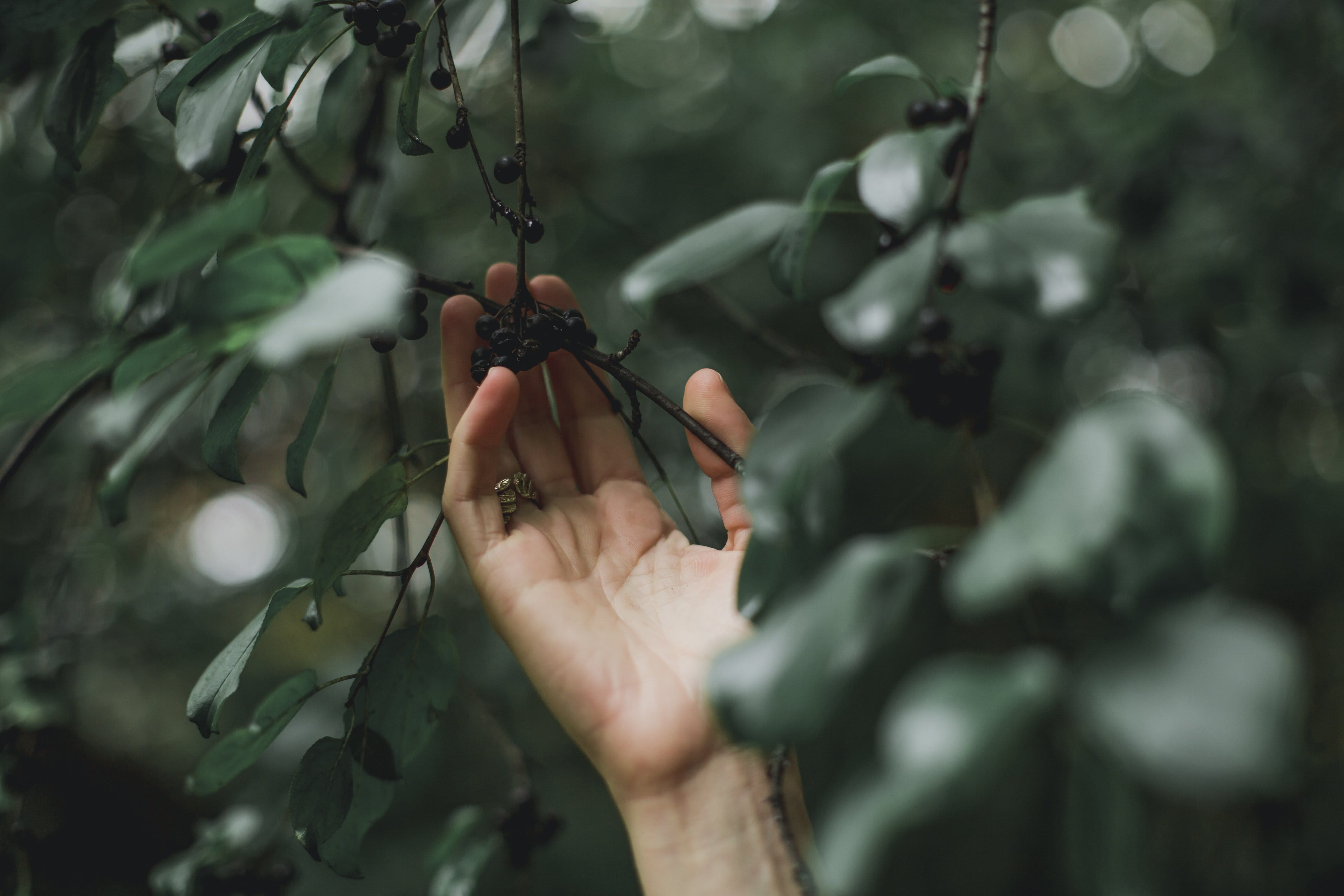 green color, hand, Earth, Outdoor, selective focus, tree, human body part, fruit, freshness, nature, people, grabs, outdoors, Leaves, plant, Seasons, growth, HD Wallpaper