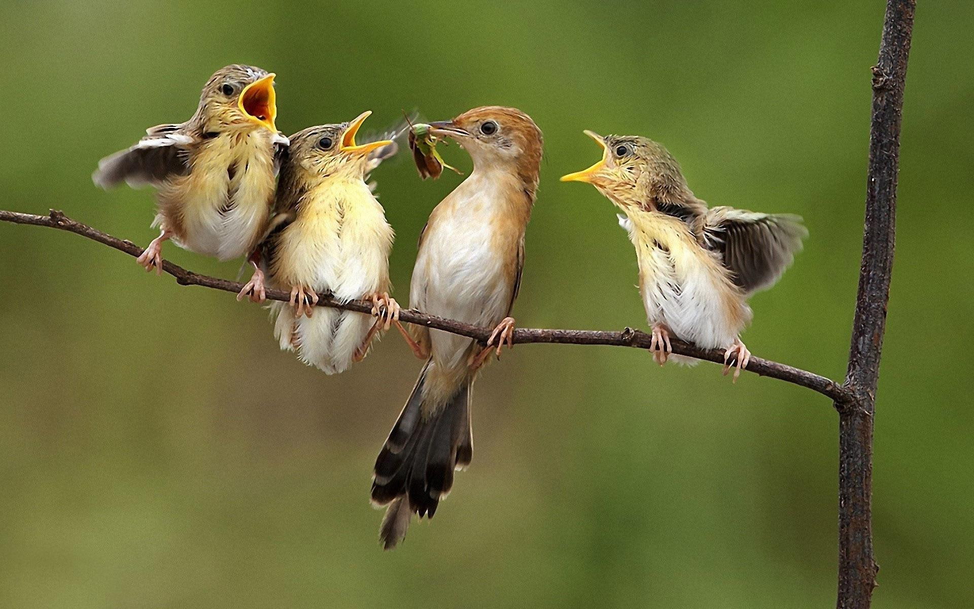 birds, feeding, 1080P, 1920x1200, bird, animals, HD Wallpaper