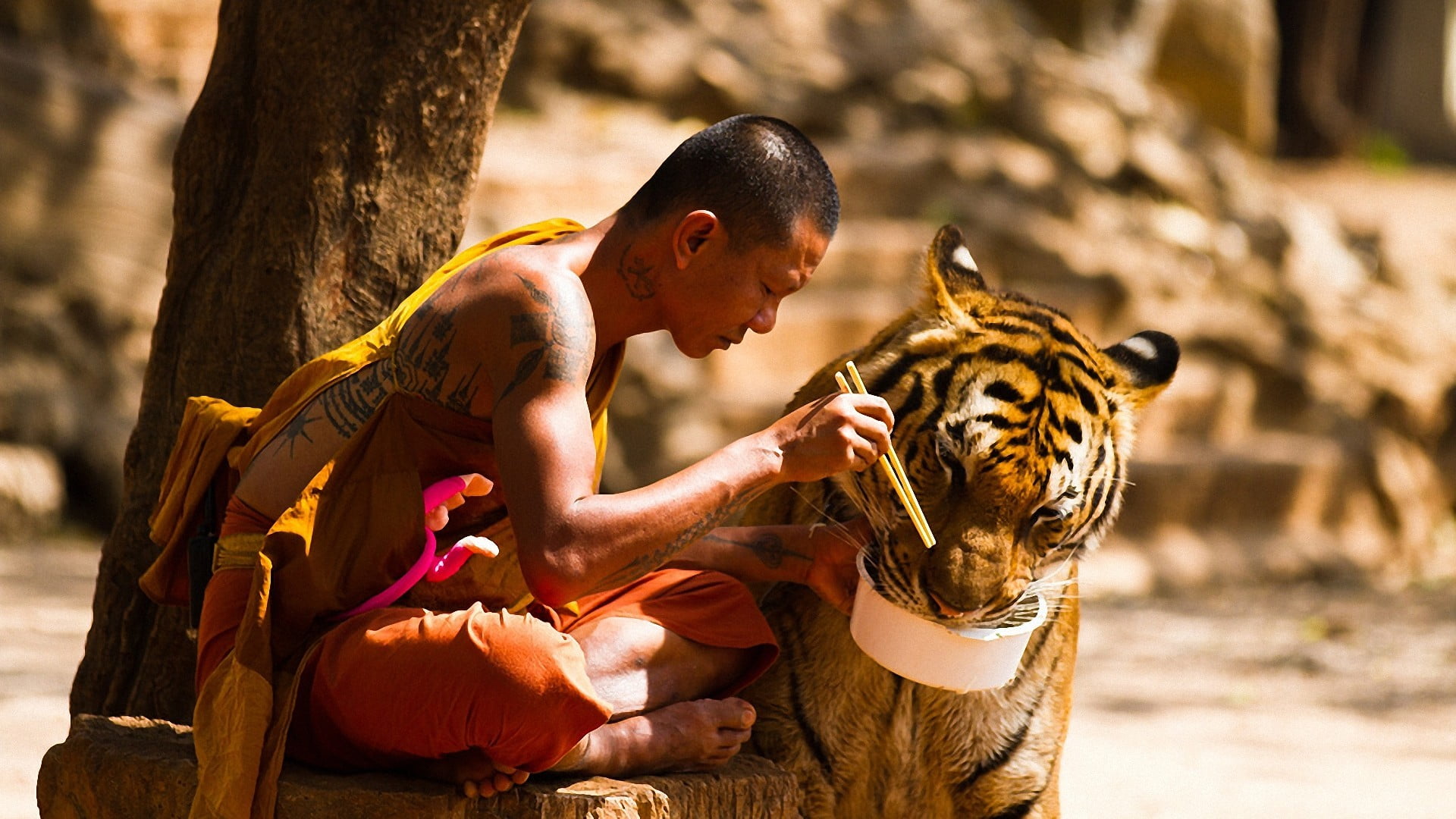 tattoo, land, animals in the wild, animals, feeding, nature, tiger, young adult, trees, 1080P, China, sitting, day, smiling, tree, eating, one animal, HD Wallpaper