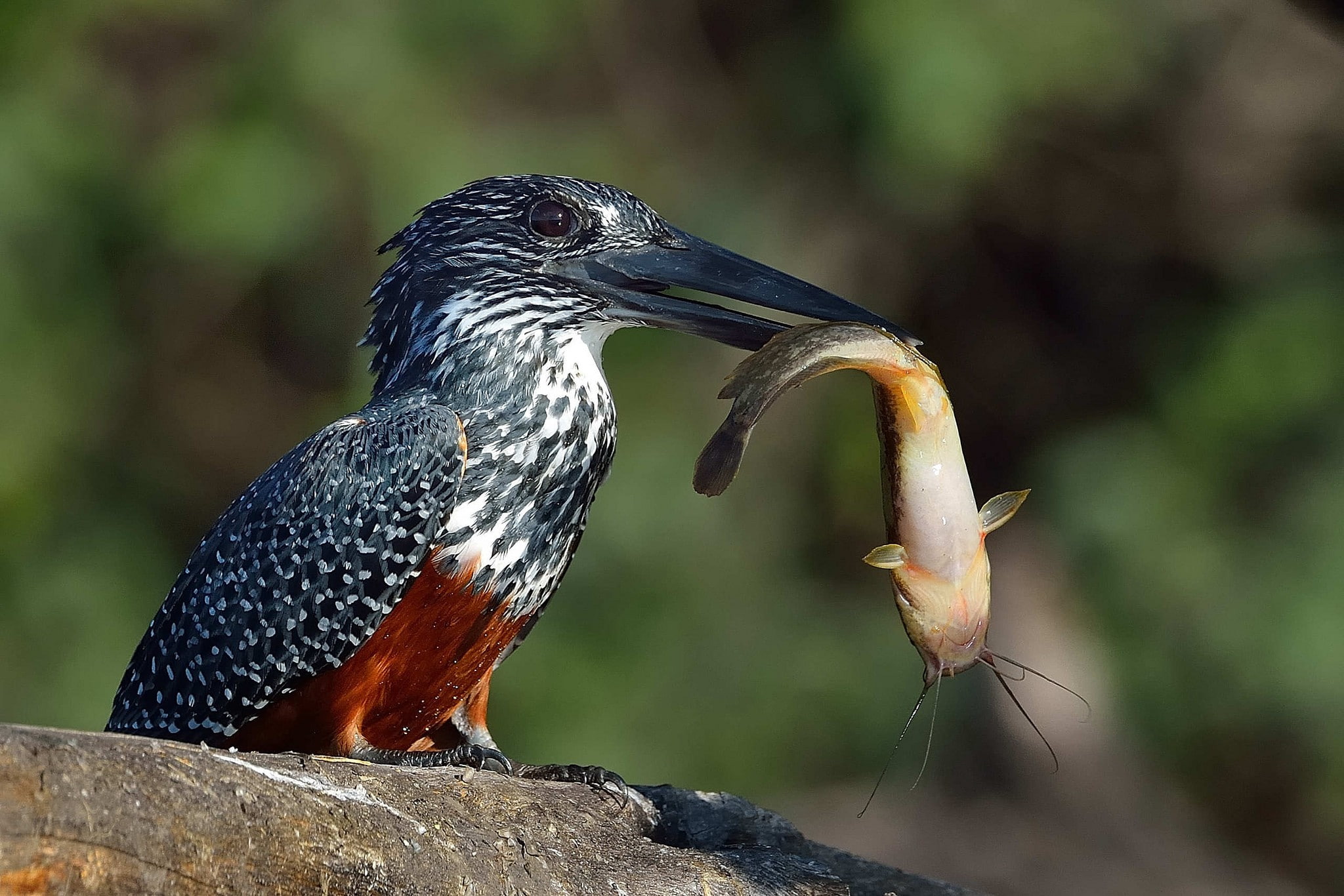close-up, animal themes, animal, one animal, no people, animals hunting, bird, perching, survival, eating, animal wildlife, hunting, nature, focus on foreground, HD Wallpaper