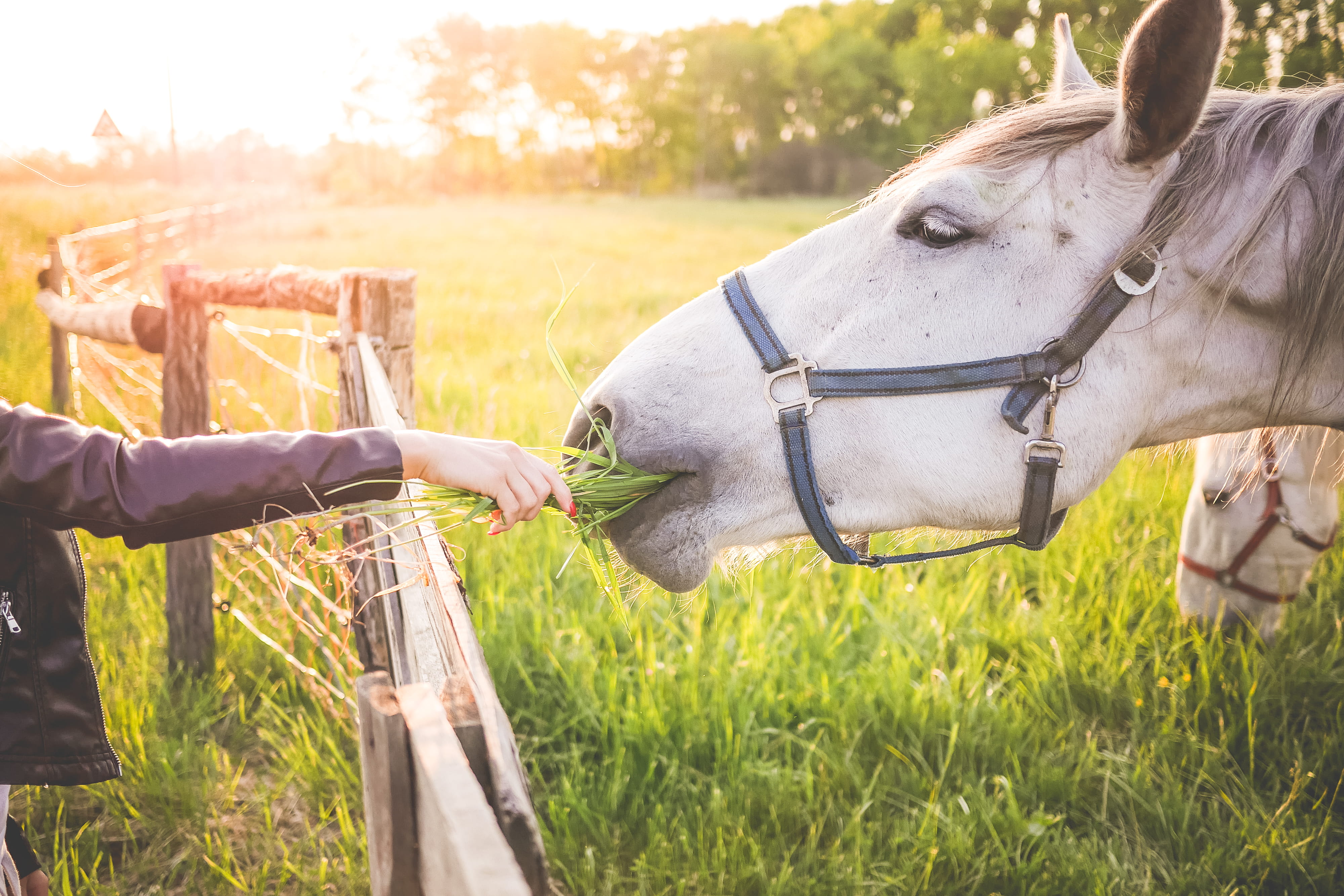animal wildlife, animal themes, non-Urban Scene, plant, Girl, animal, one Person, white, hands, vertebrate, livestock, outdoors, agriculture, finger, working animal, HD Wallpaper