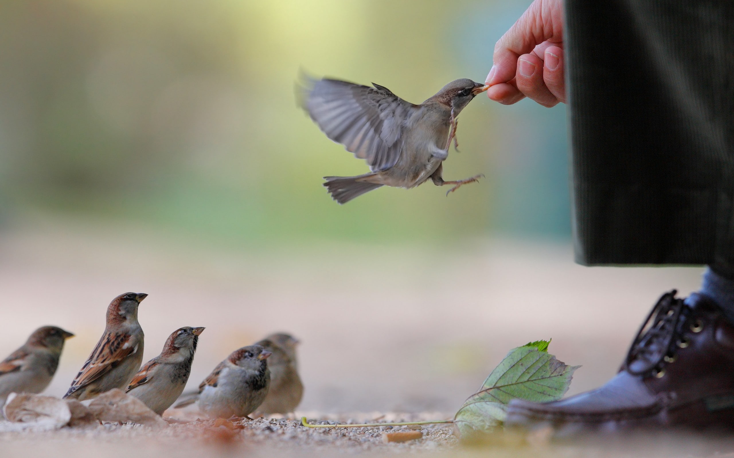 hd, bird, animals, macro, action, feed, 2K, stop, HD Wallpaper