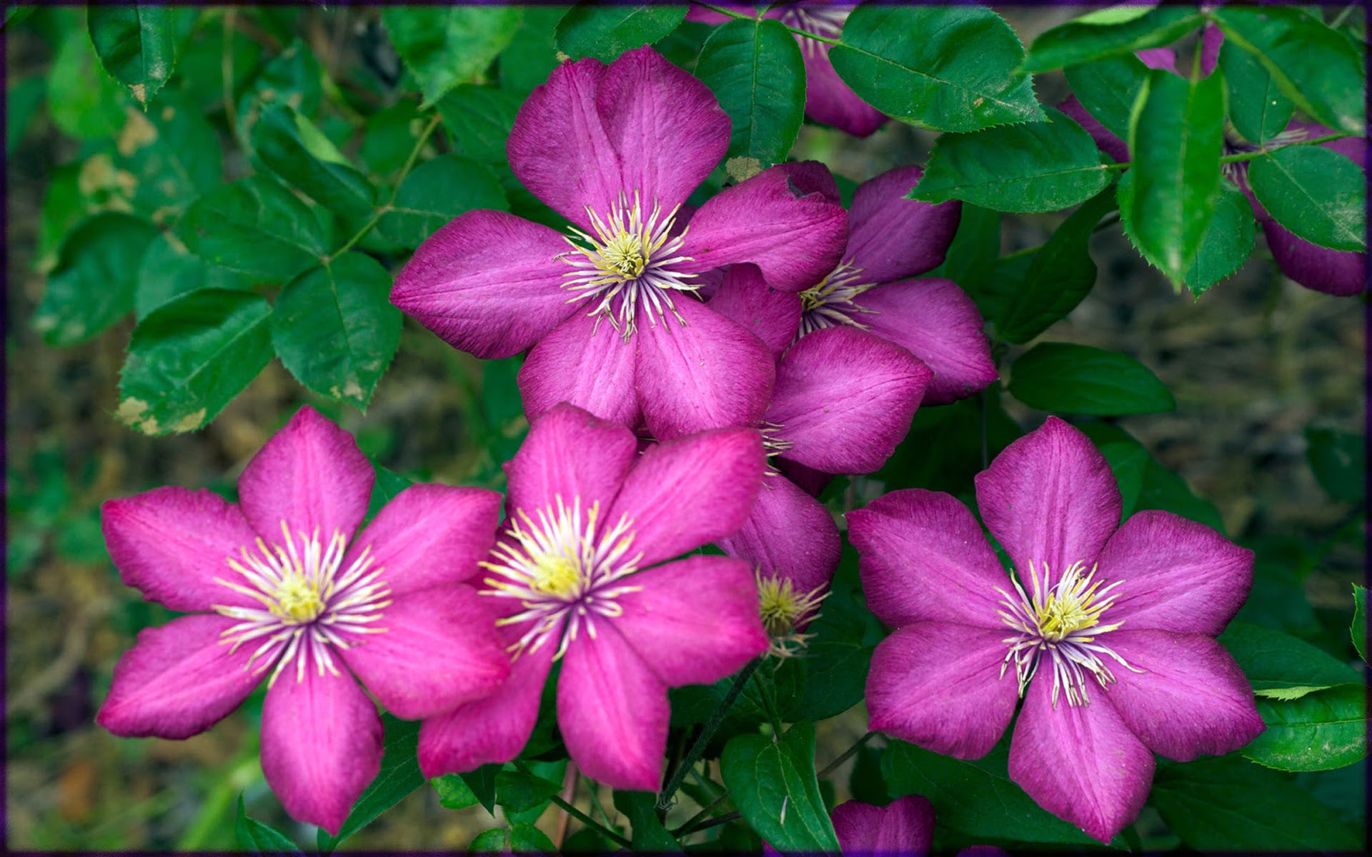 lyon, mainly, chinese, computer, 1080P, clematis, flowers, japanese, hd, de, purple, ville, descent, HD Wallpaper