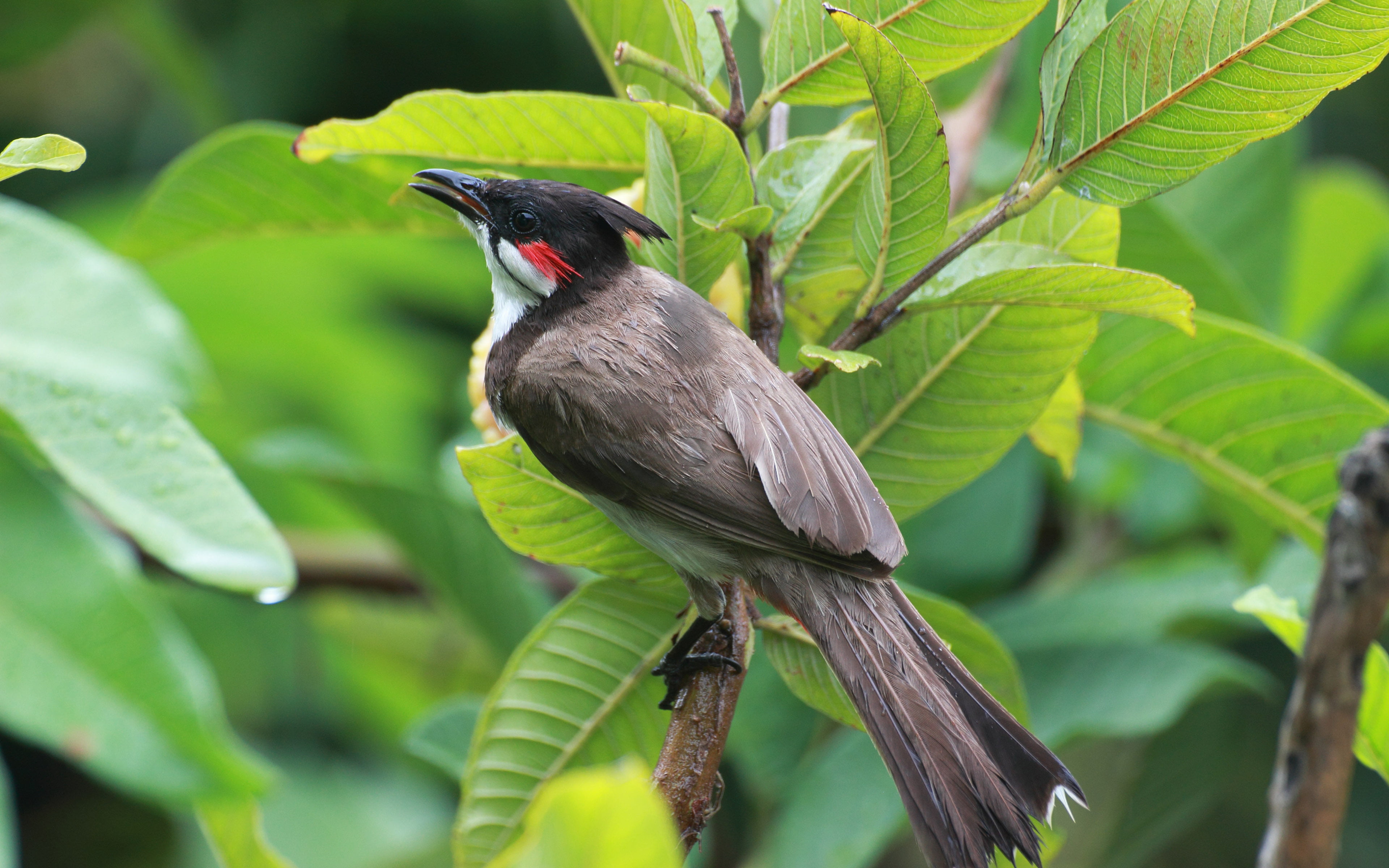 mainly, merle, focus on foreground, vertebrate, whiskered, maurice, animal, nature, asia, no people, resident, outdoors, plant, leaf, perching, found, bulbul, HD Wallpaper