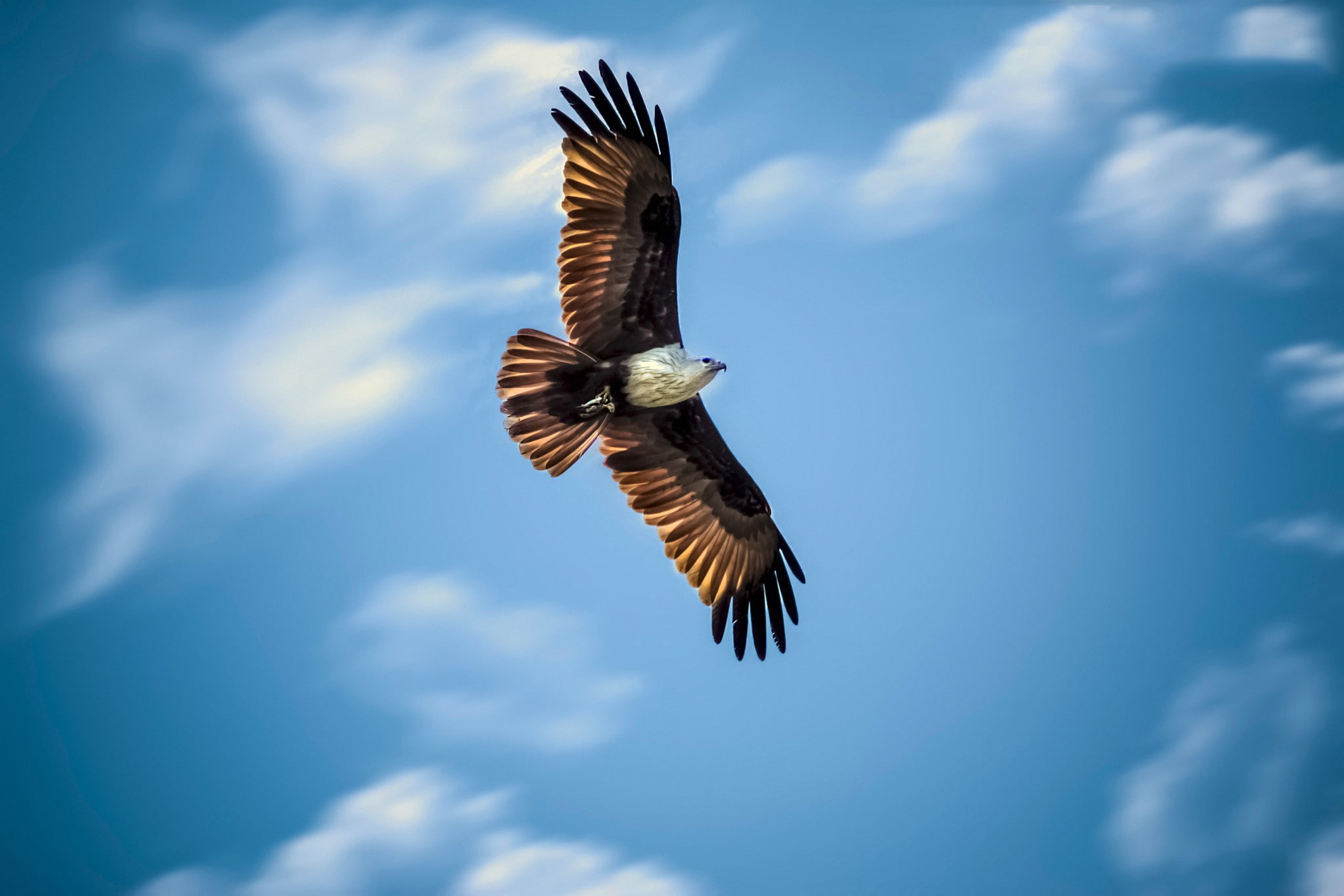 flying, 1080P, hunting, sky, eagle, wings, HD Wallpaper