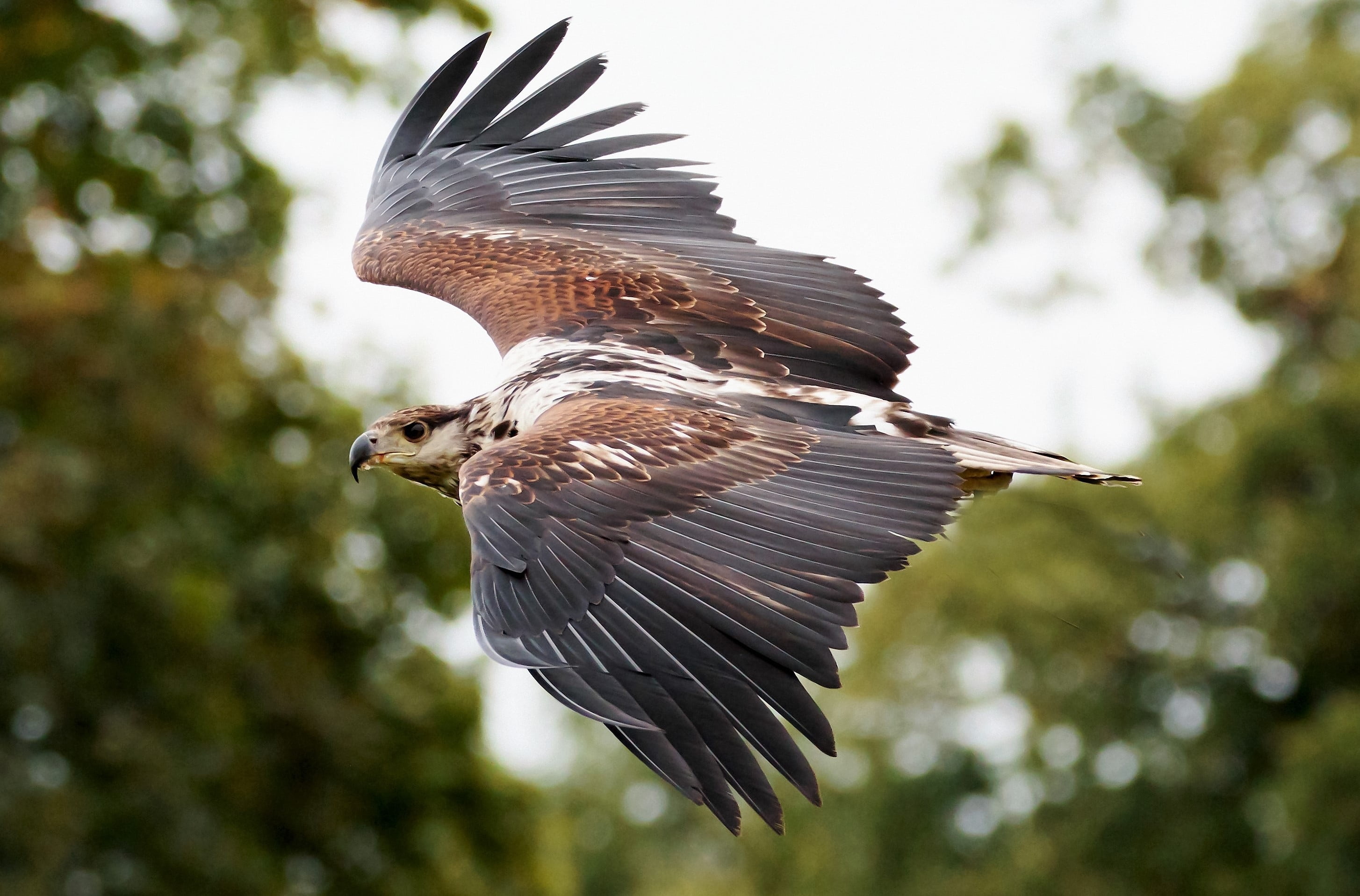 brown, wild, motion, on the move, nature, mid-air, bird, wing, focus on foreground, one animal, prey, predator, flying, wildlife, animal, no people, flapping, HD Wallpaper