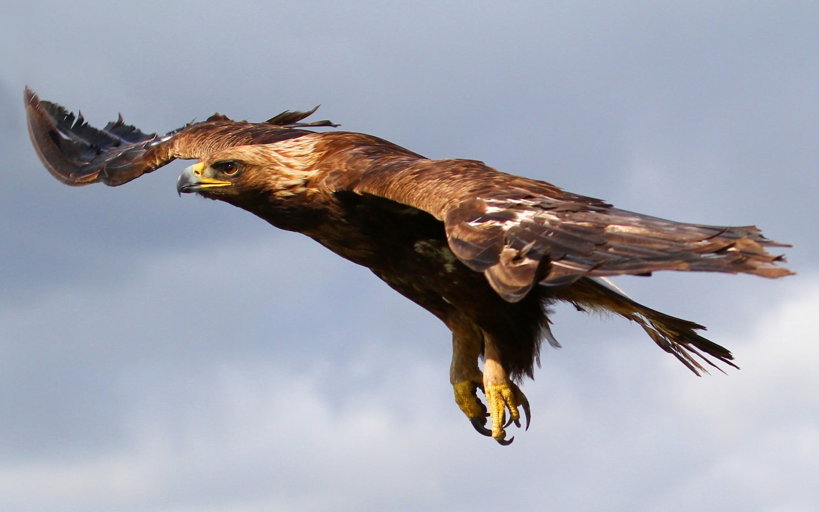 majestic, one animal, hawk - Bird, sky, falcon - Bird, carnivore, bald Eagle, freedom, outdoors, bird of Prey, predator, brown, vertebrate, animals In The Wild, HD Wallpaper