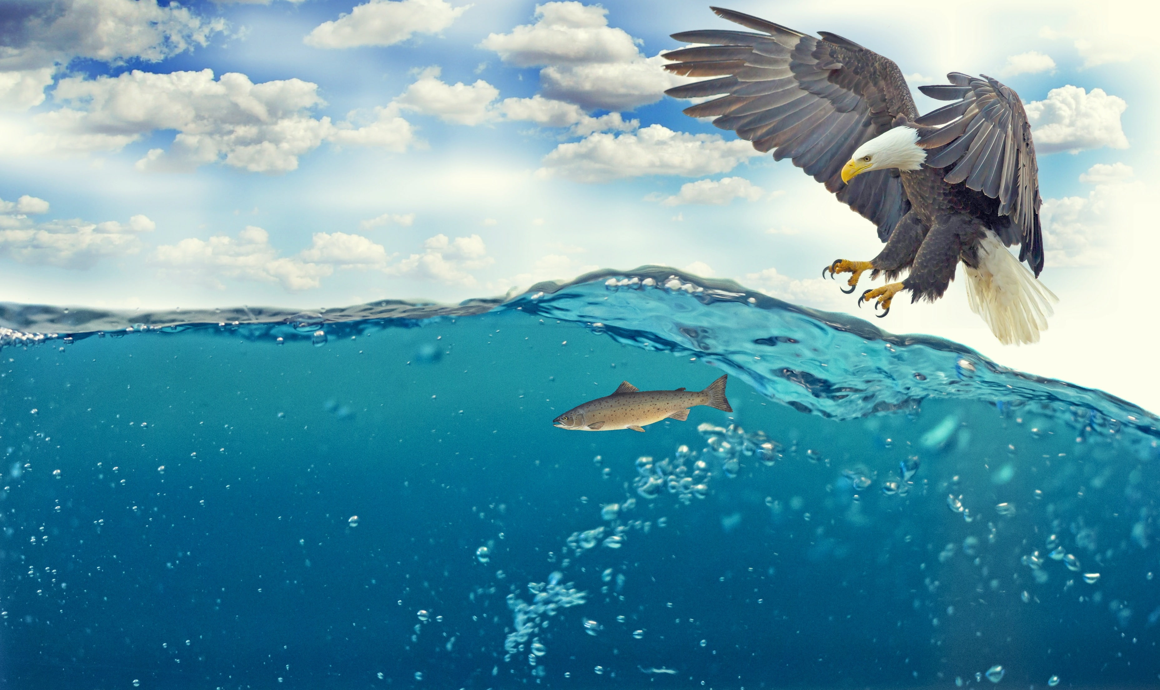 Sea, Hunt, Fish, 4K, 2K, Underwater, Eagle, HD Wallpaper