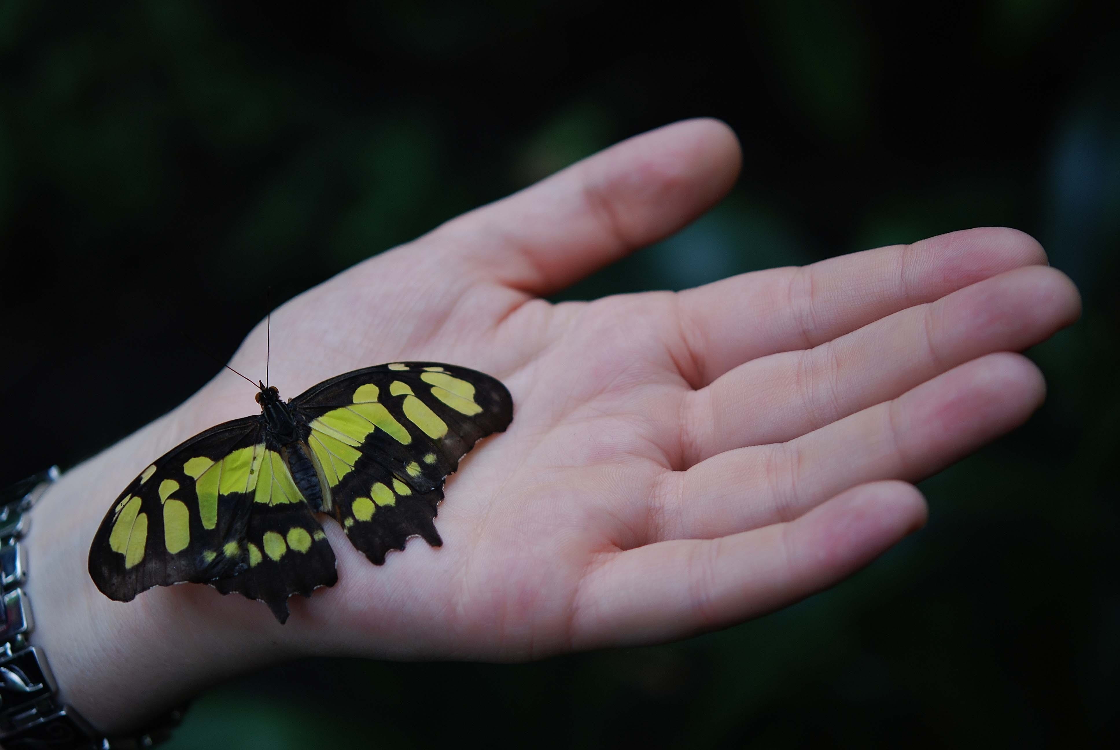 persons, invertebrate, wild, lepidoptera, 4K, animal, colorful, one man only, people, holding, bug, hand, body part, fragile, outdoors, insect, macro, HD Wallpaper