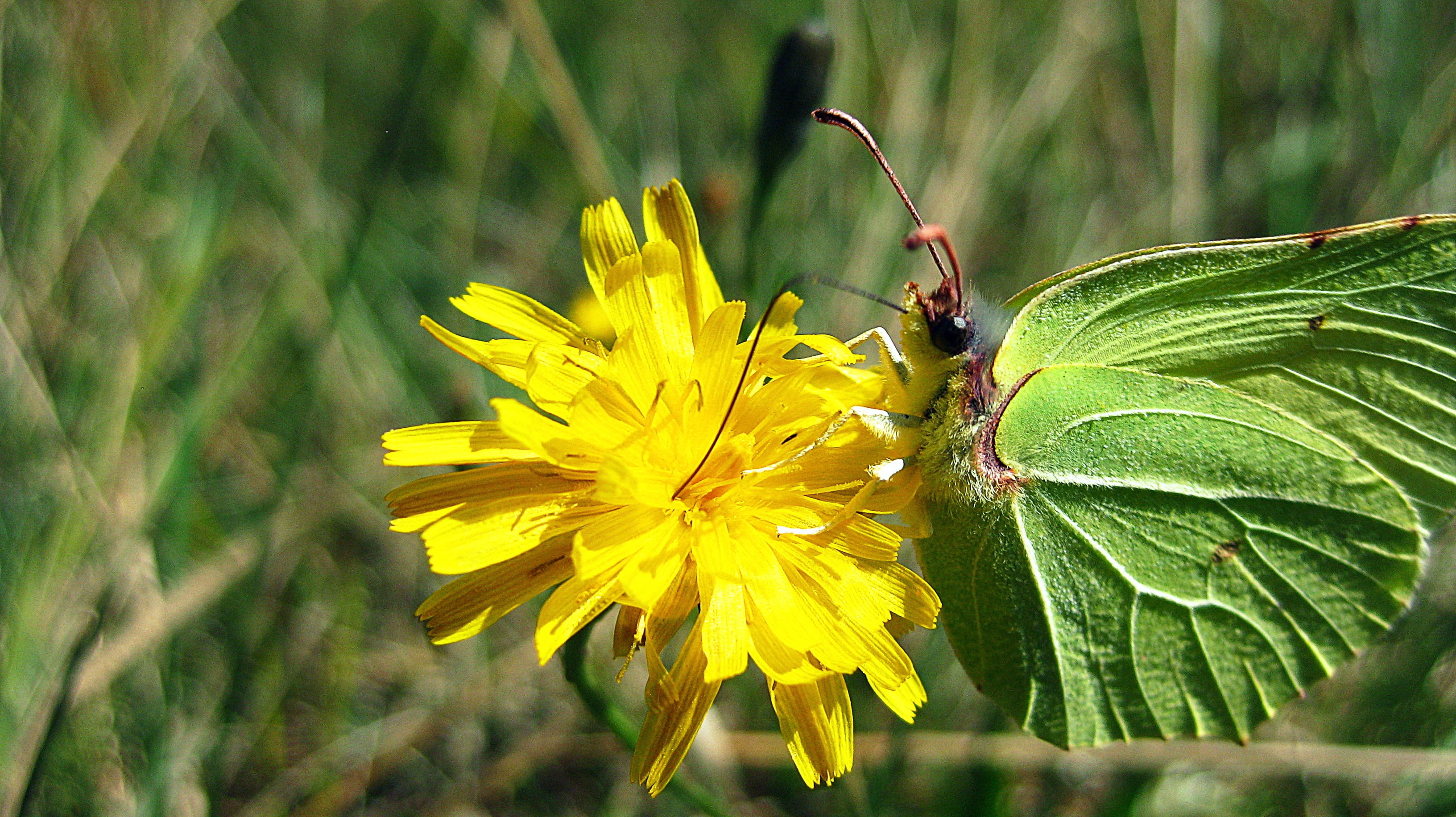 animals And Pets, agriculture, fragile, colorful, botanical, green Color, flower head, flower, stem, summer, butterfly, invertebrate, small, insect, outdoors, HD Wallpaper