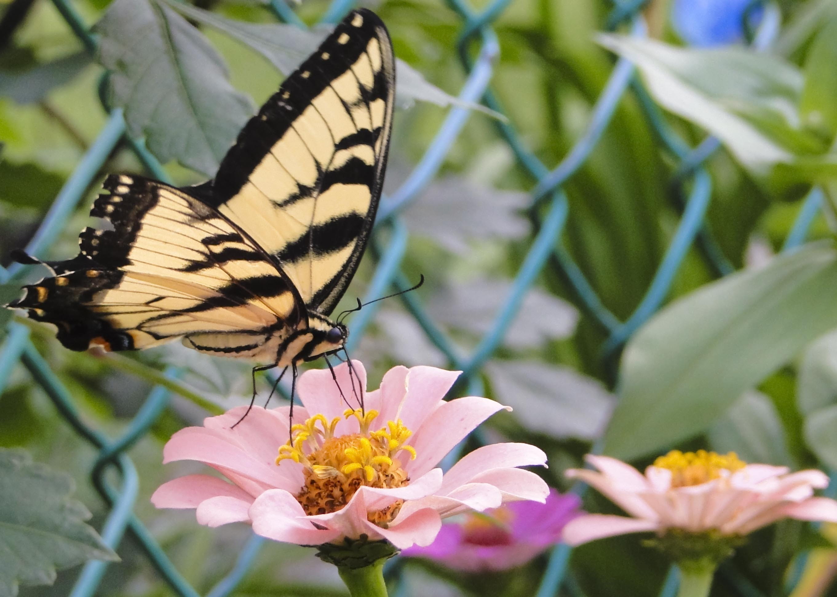 botany, nature, metamorphosis, animal, swallowtail, daytime, blossom, flower head, wing, animal wing, plant, perched, outdoor, stem, vulnerability, insect, HD Wallpaper