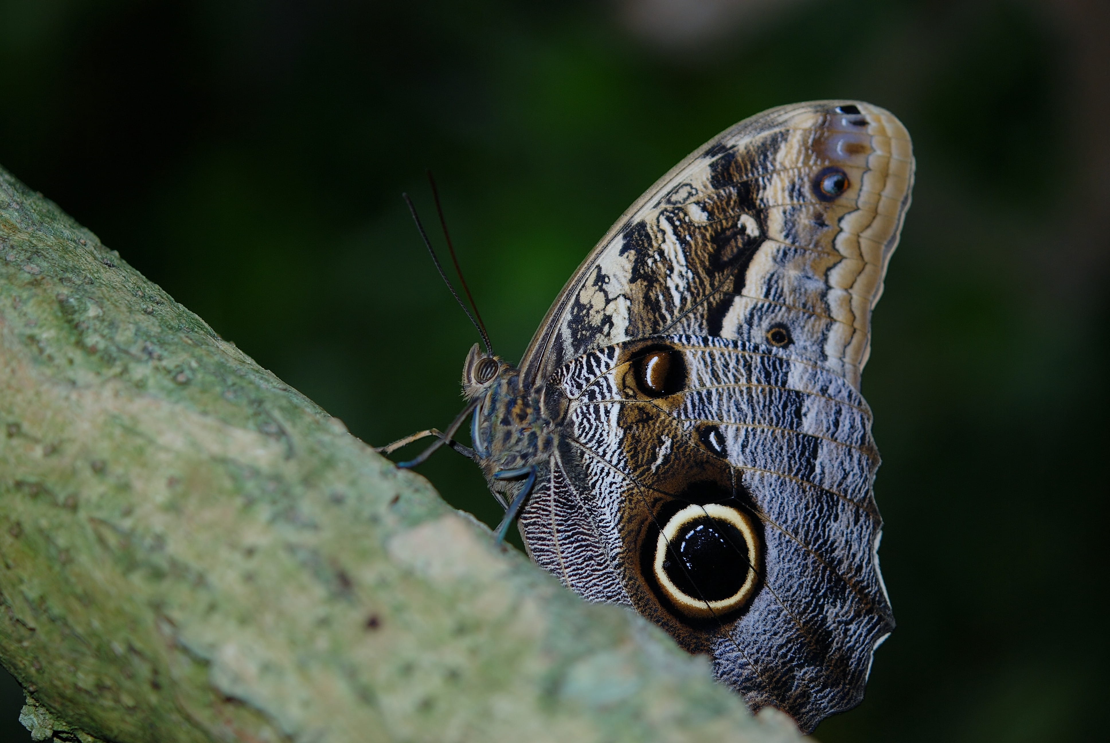 animal scale, colorful, gray, wing, beauty in nature, thorax, animal wing, metamorphosis, bug, fragile, brown, insect, animal head, antennae, animal body part, HD Wallpaper